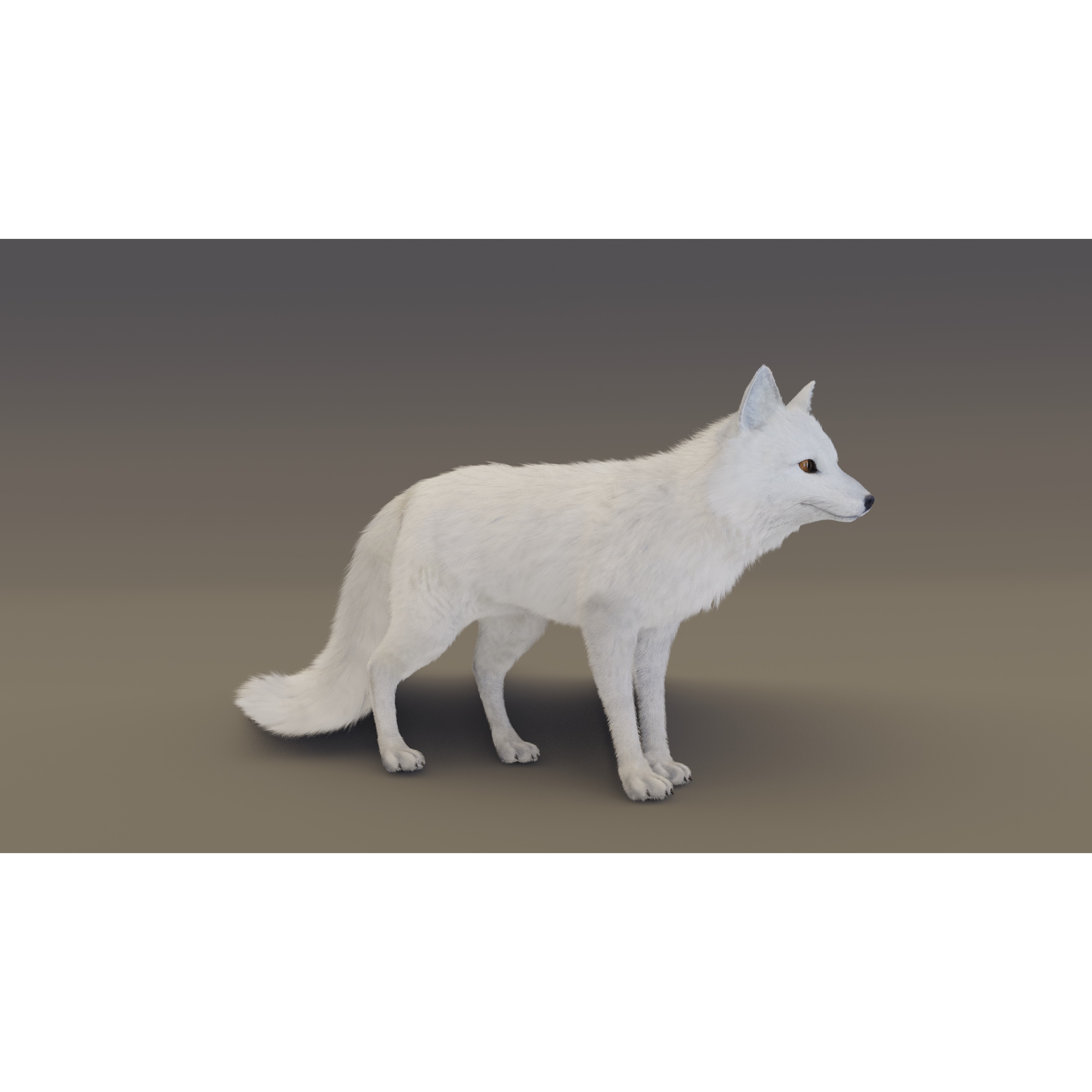 Arctic Fox - Rigged Animated 3D Model - View 11