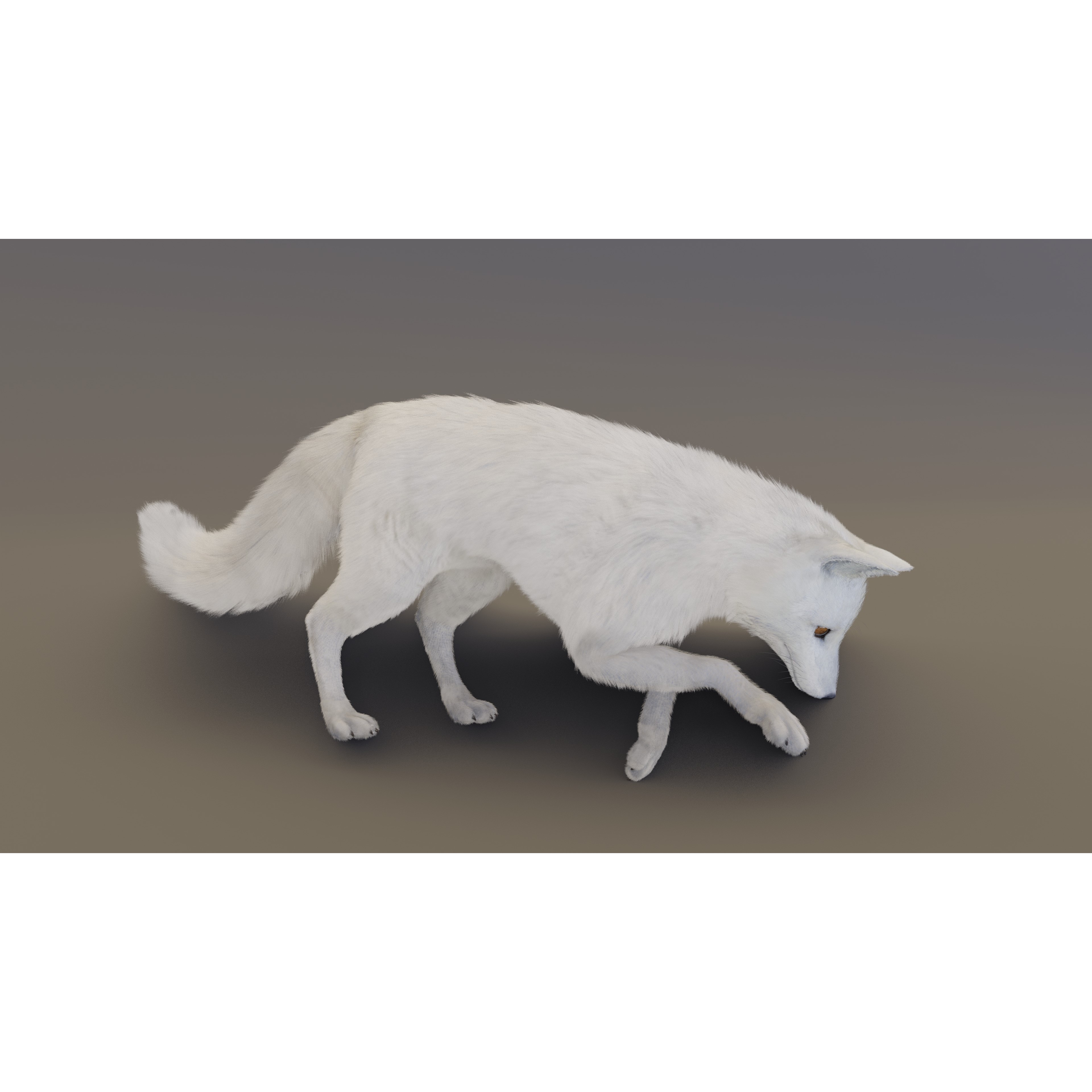 Arctic Fox - Rigged Animated 3D Model - View 13