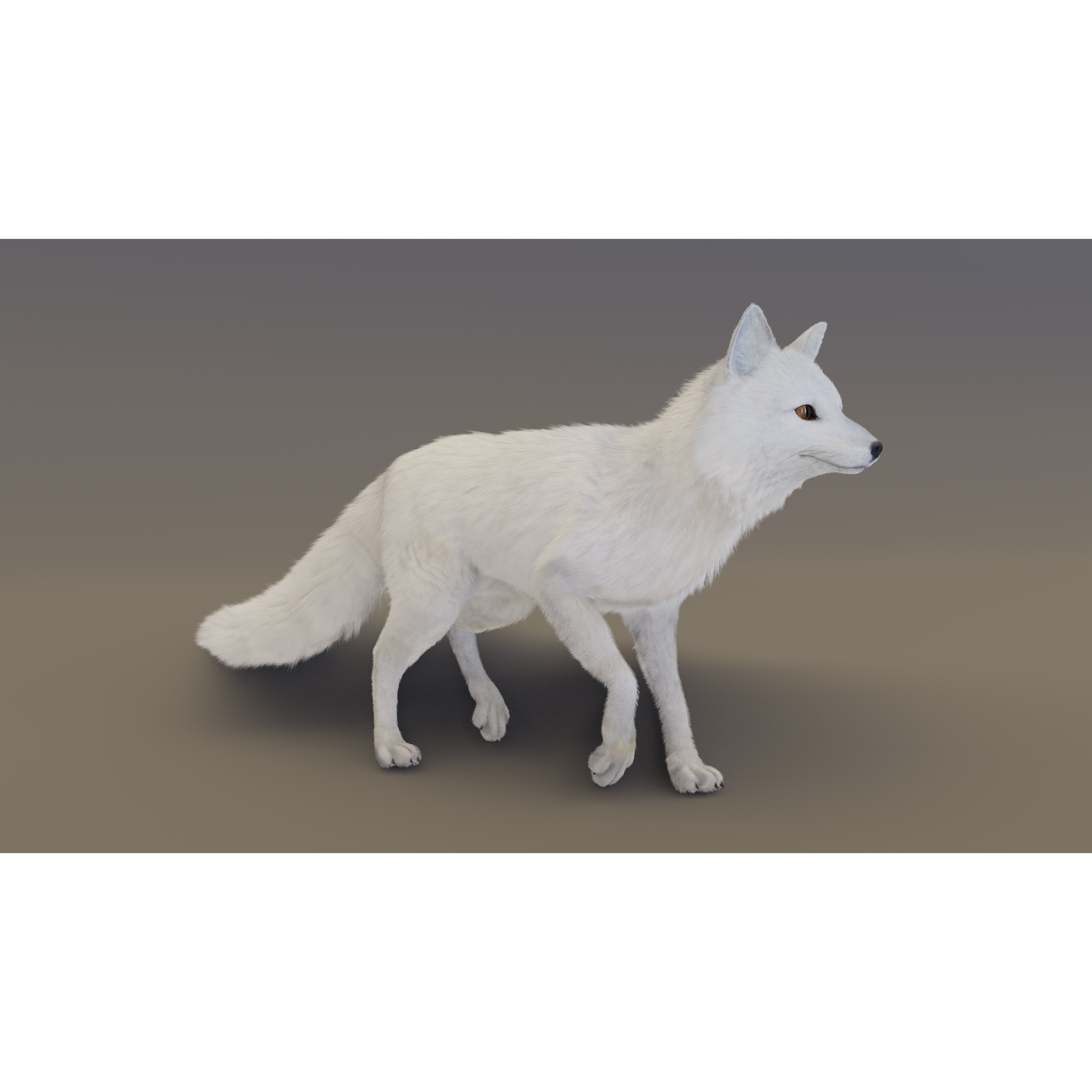 Arctic Fox - Rigged Animated 3D Model - View 14