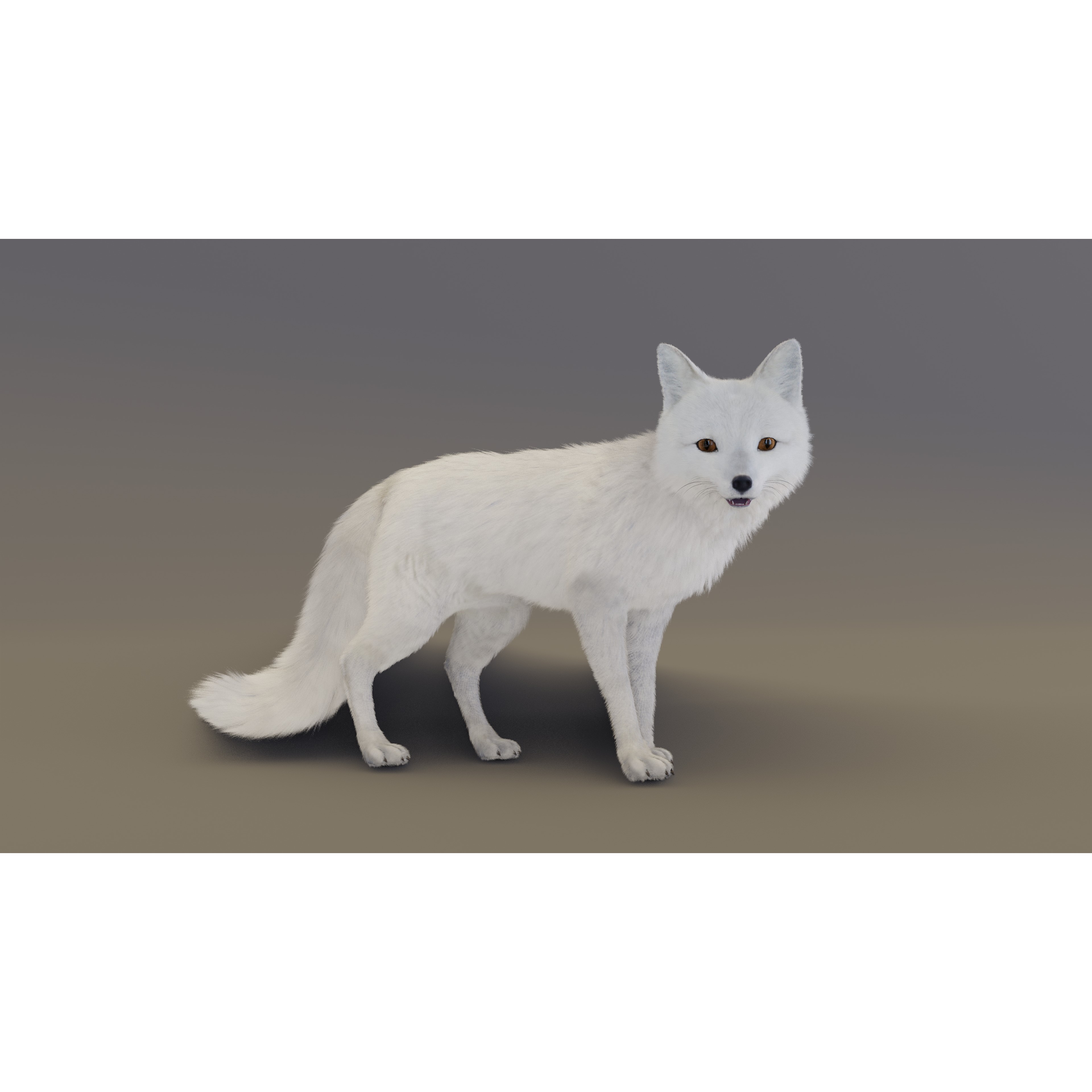 Arctic Fox - Rigged Animated 3D Model - View 15