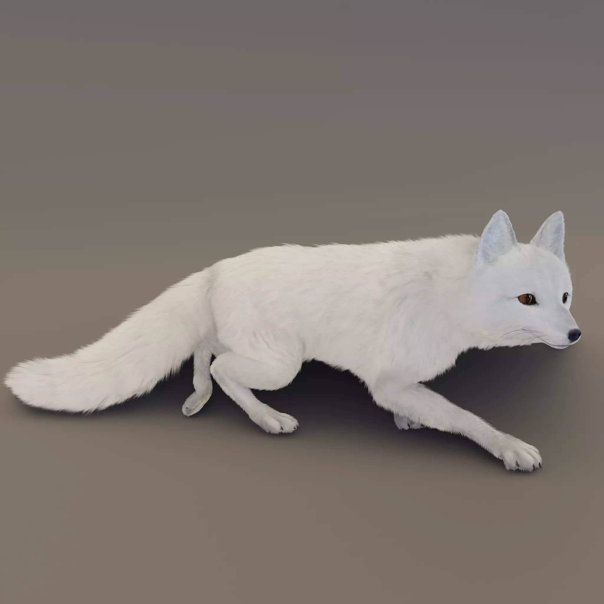 Arctic Fox - Rigged Animated 3D Model - View 2