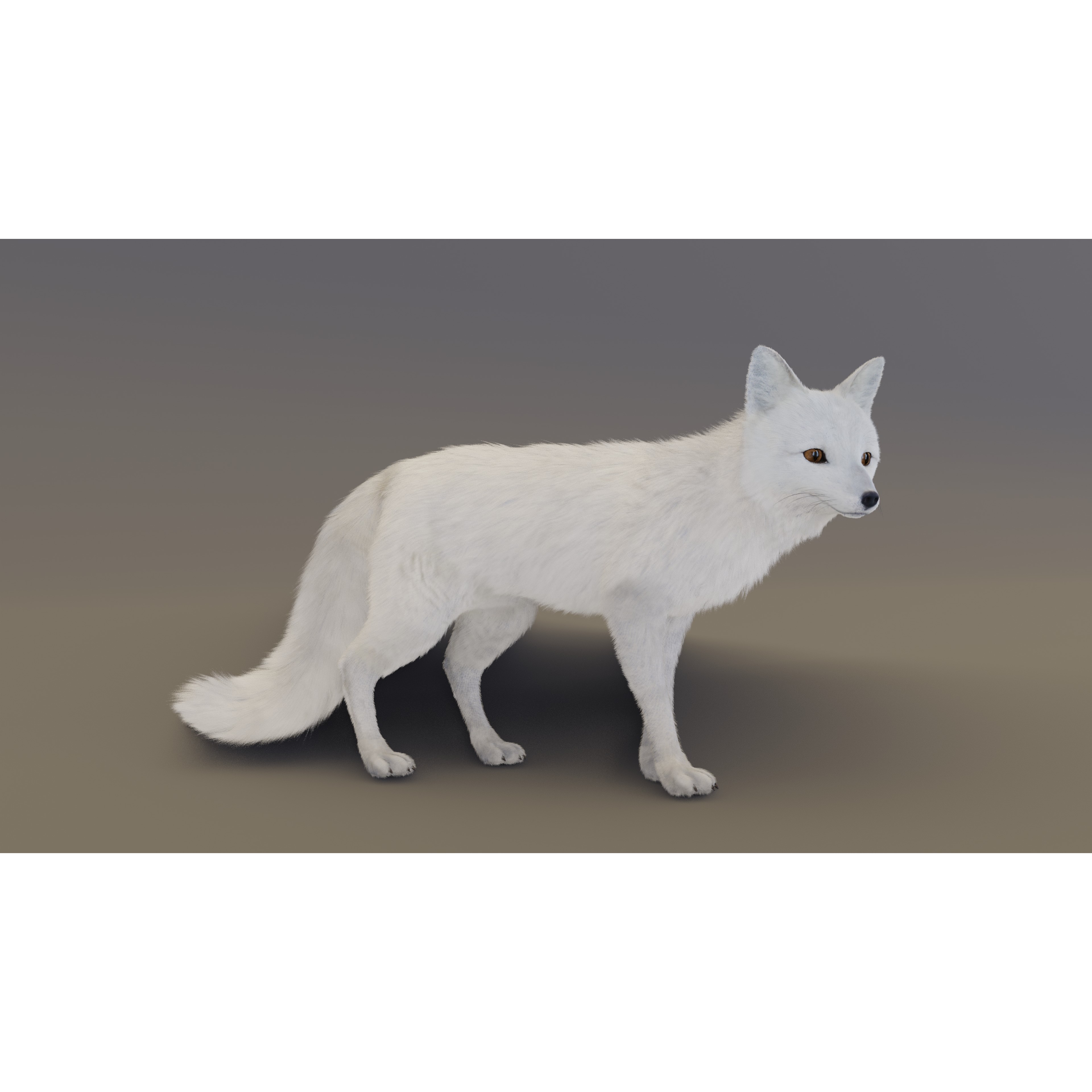 Arctic Fox - Rigged Animated 3D Model - View 3