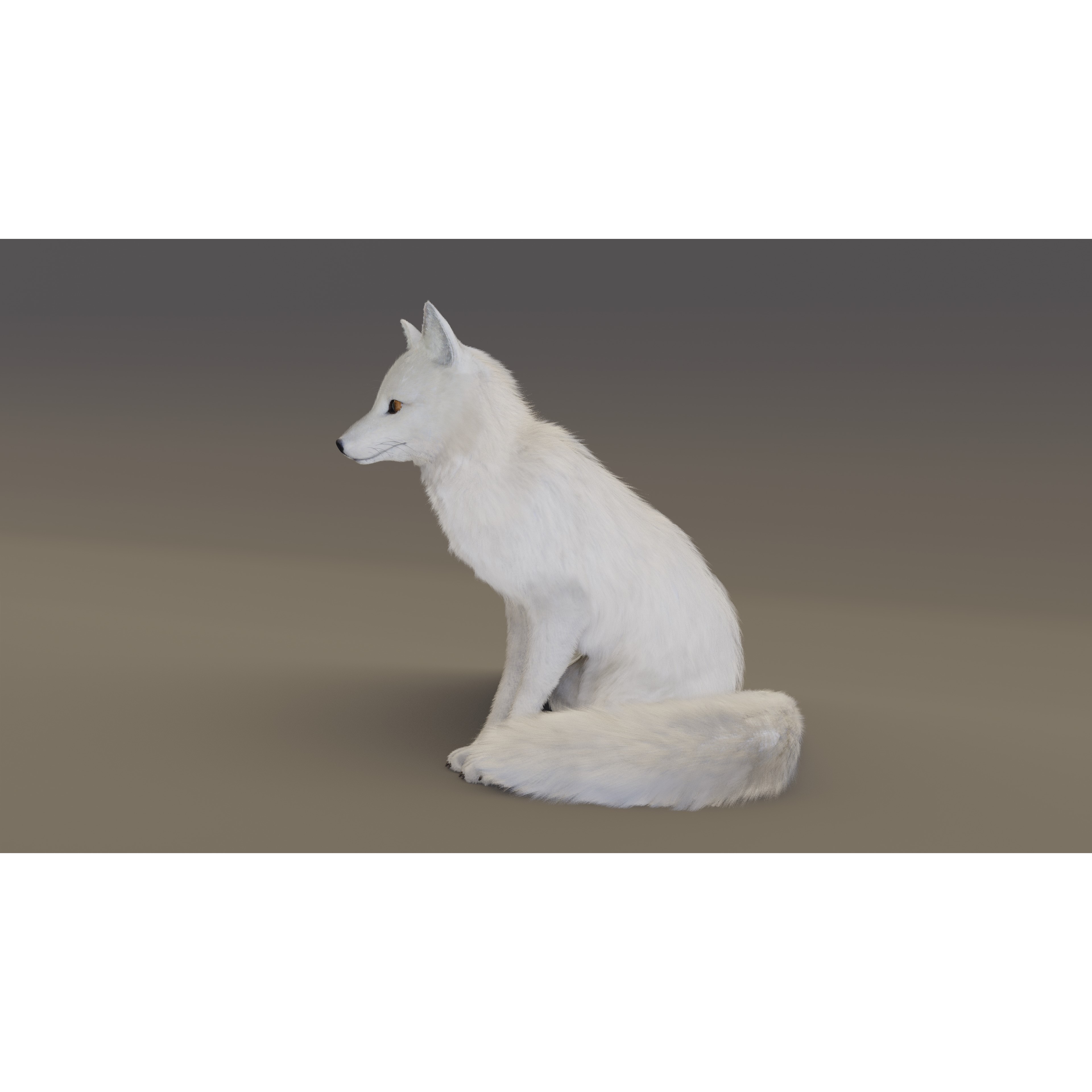 Arctic Fox - Rigged Animated 3D Model - View 5
