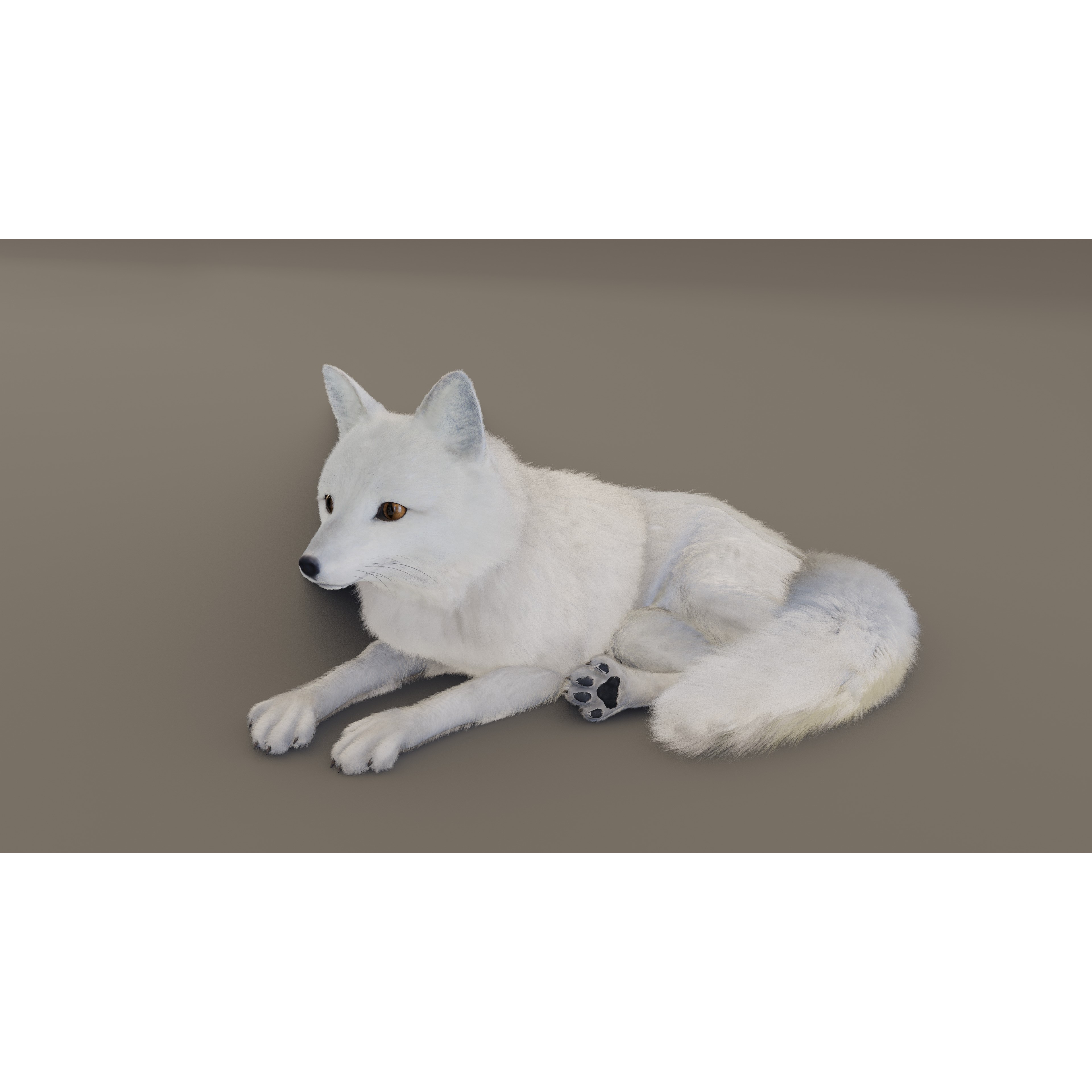 Arctic Fox - Rigged Animated 3D Model - View 6