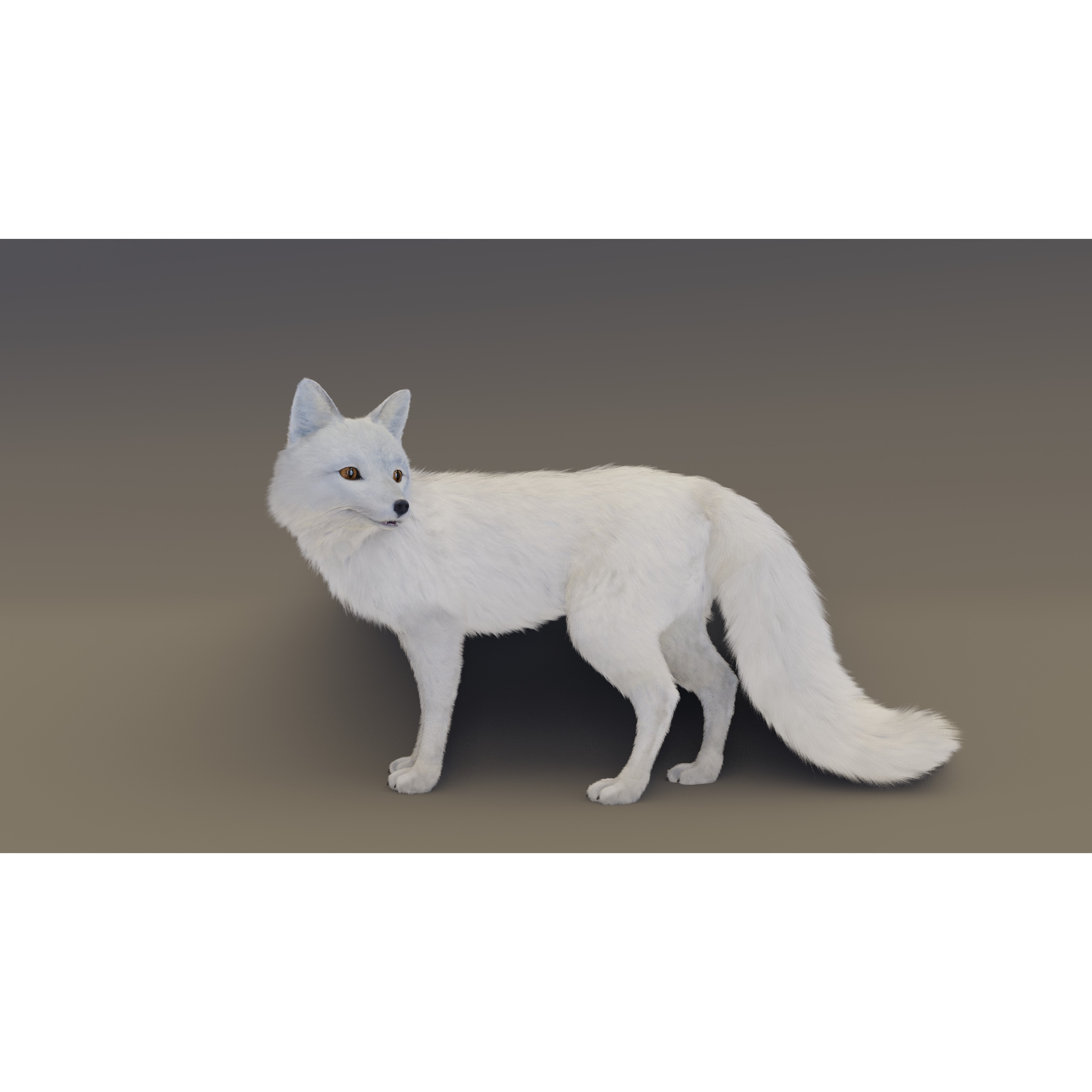 Arctic Fox - Rigged Animated 3D Model - View 8