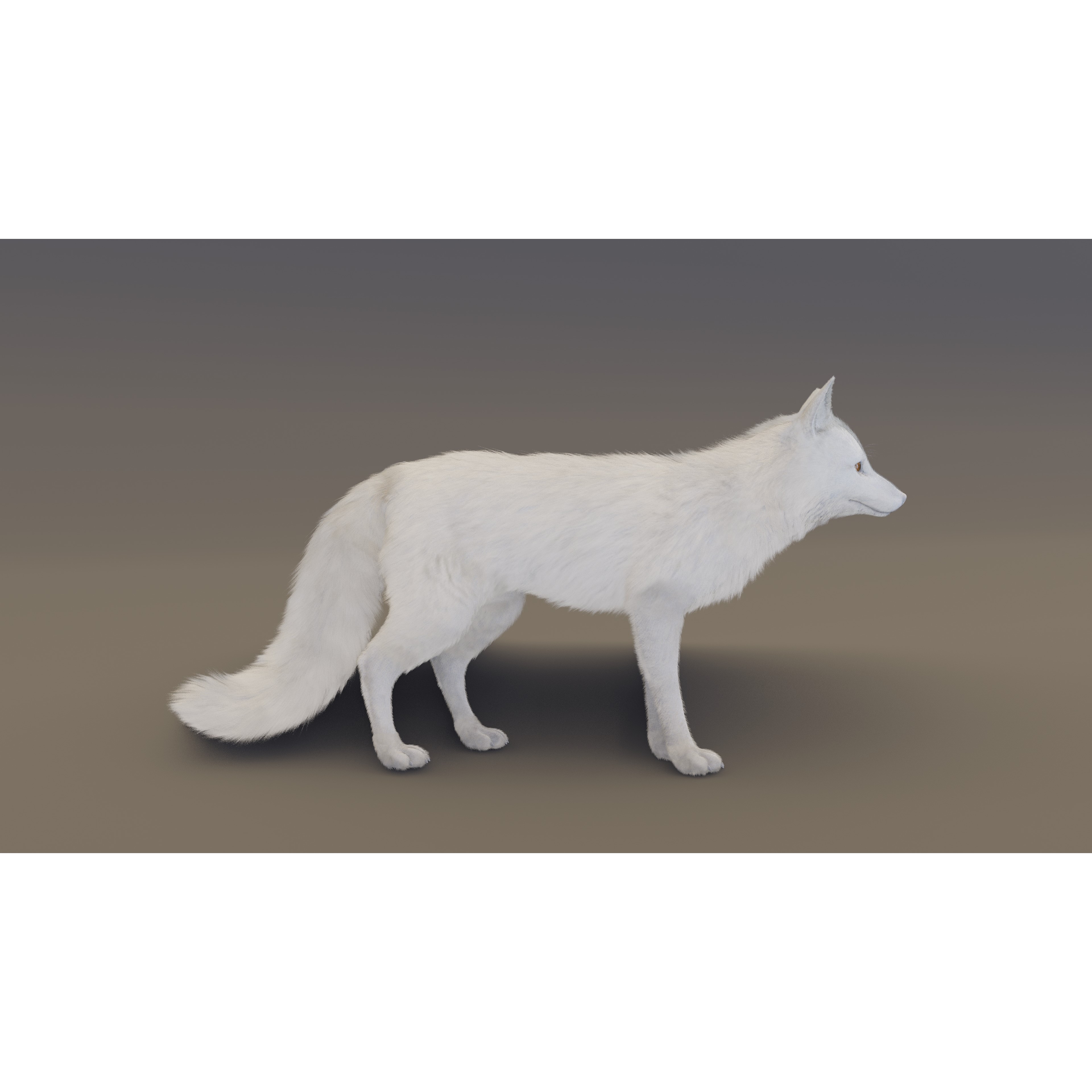 Arctic Fox - Rigged Animated 3D Model - View 9