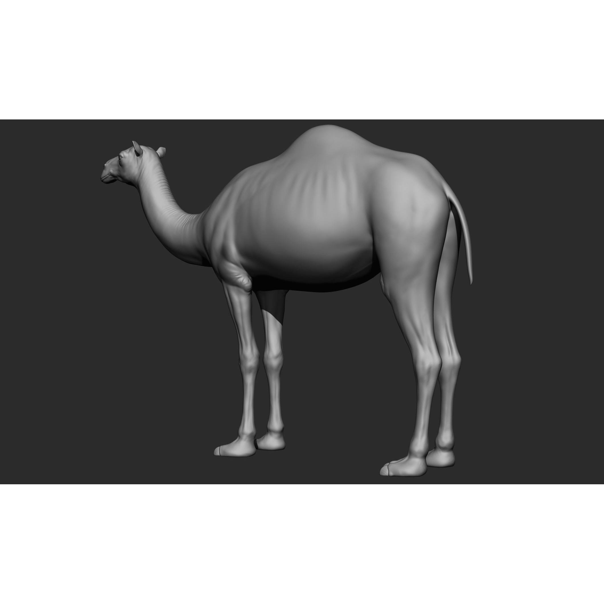 Domestic Animal Collection - Game-Ready 3D Model - View 53