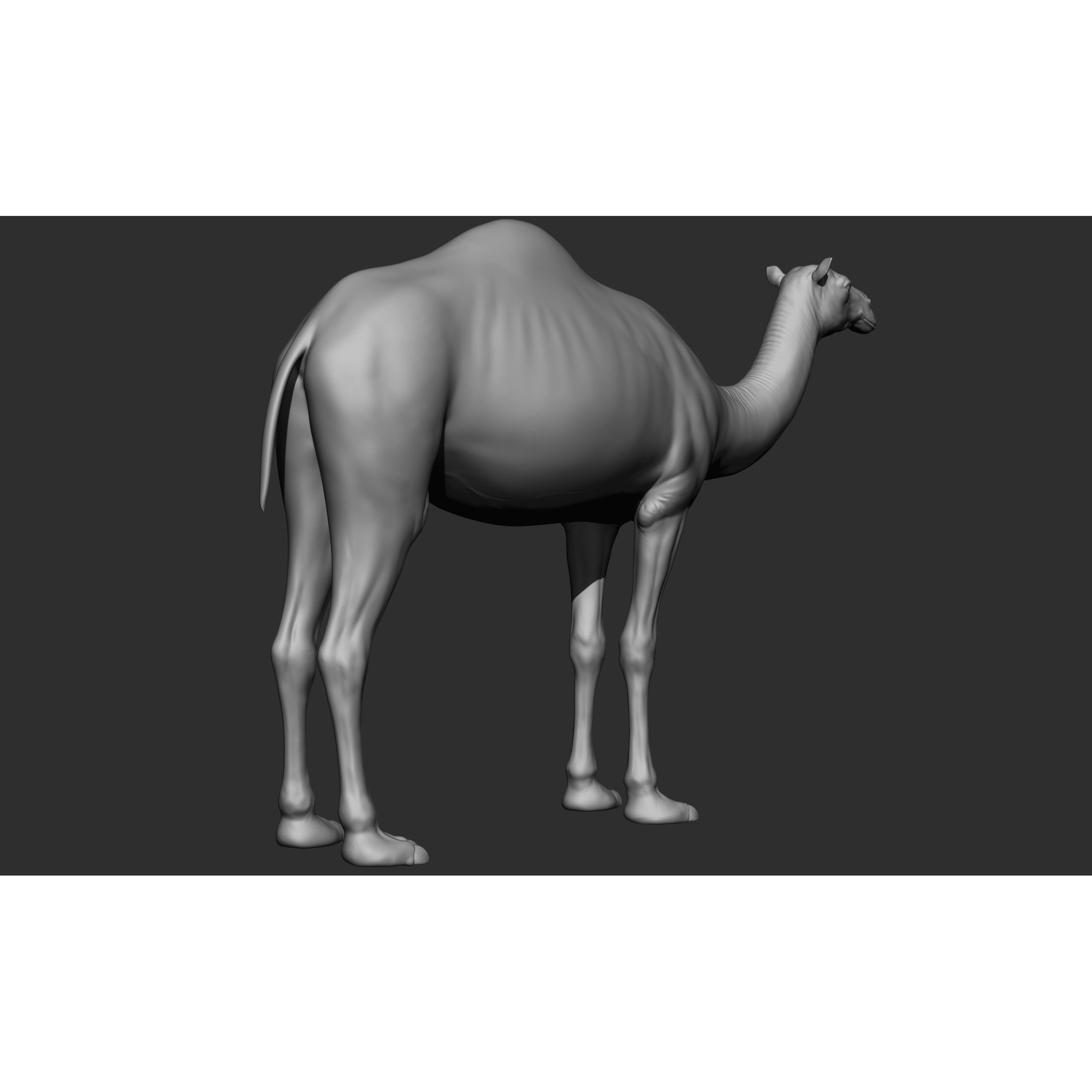 Domestic Animal Collection - Game-Ready 3D Model - View 54