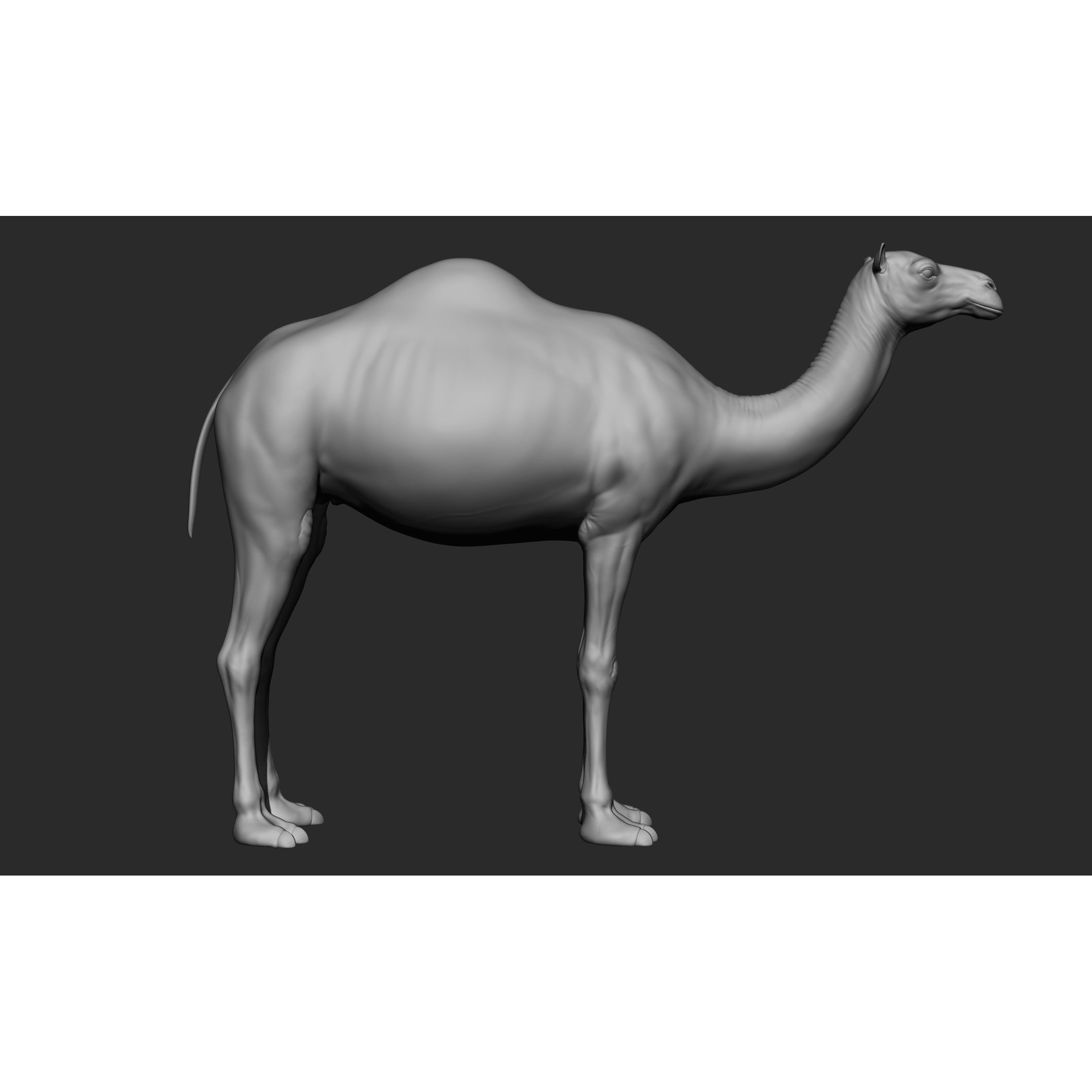 Domestic Animal Collection - Game-Ready 3D Model - View 55