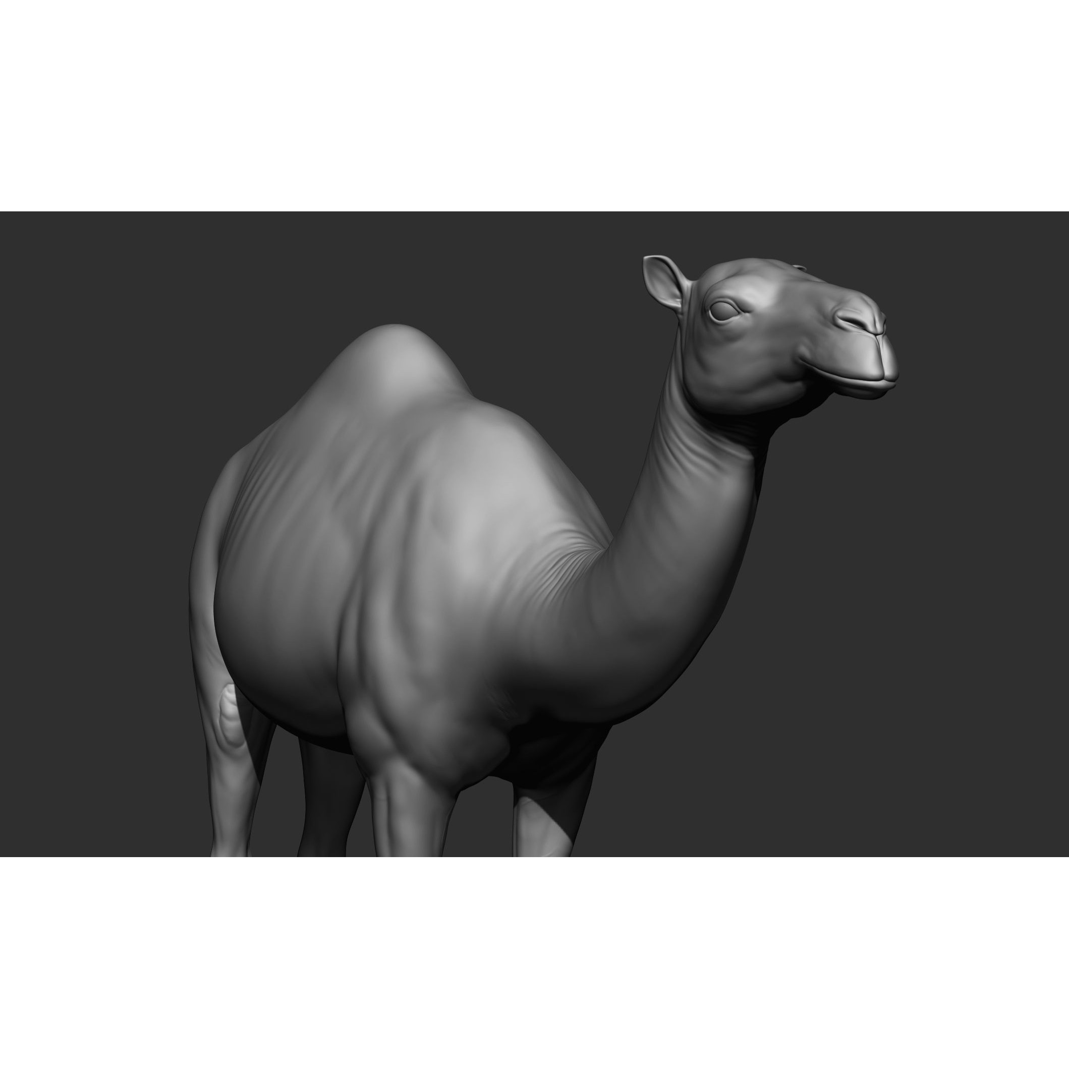 Domestic Animal Collection - Game-Ready 3D Model - View 58