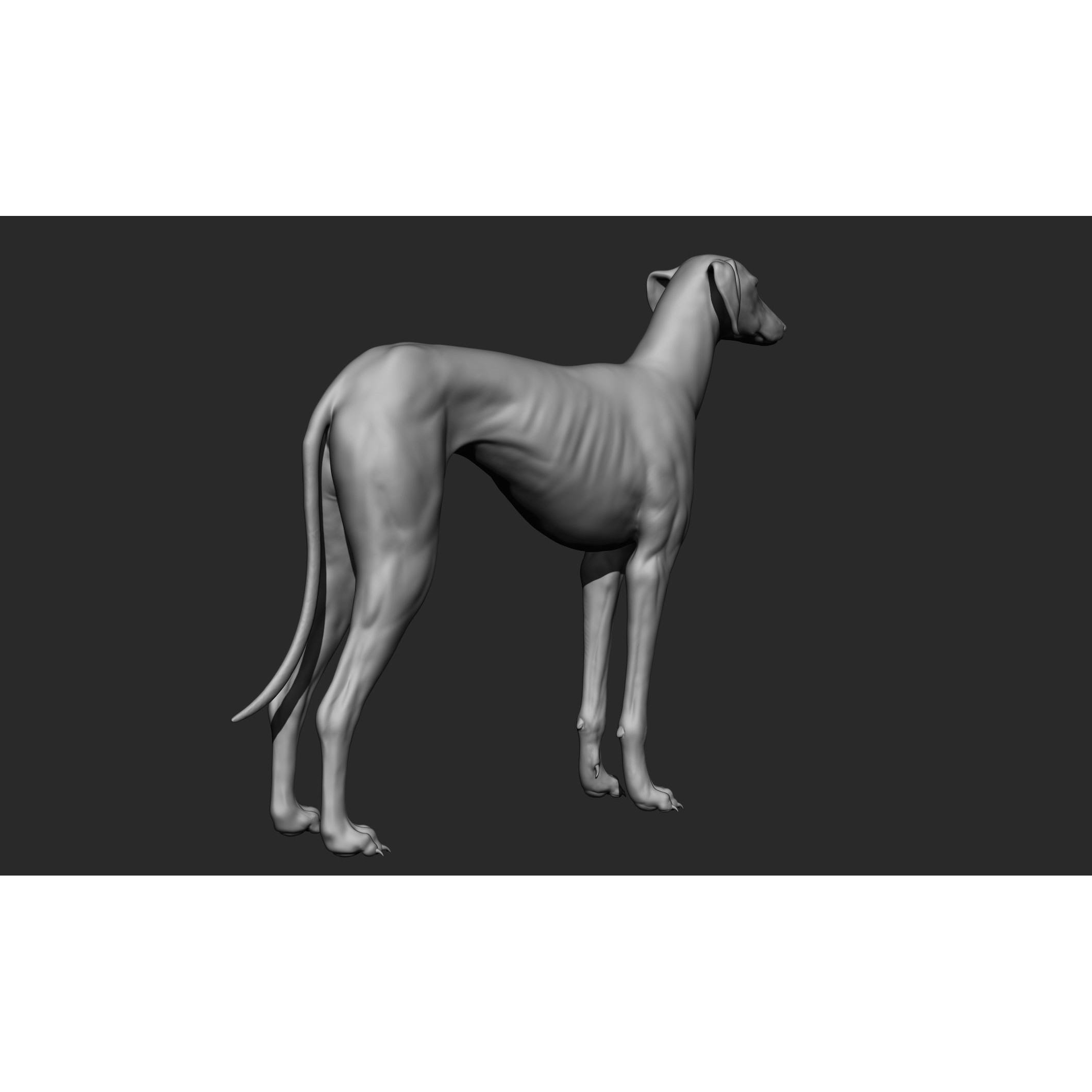 Domestic Animal Collection - Game-Ready 3D Model - View 89