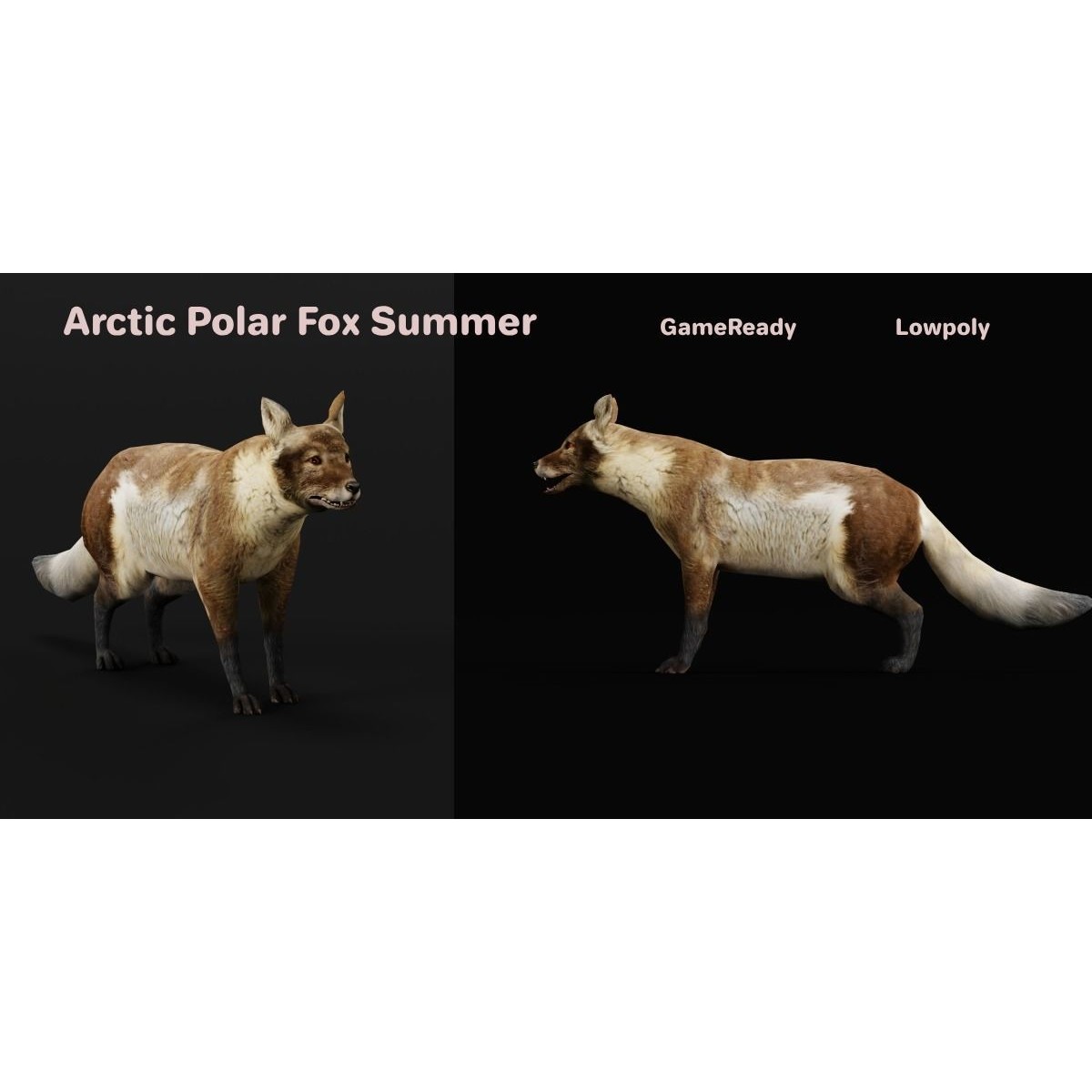 Arctic Polar Fox - Low-Poly Game-Ready 3D Model - View 3