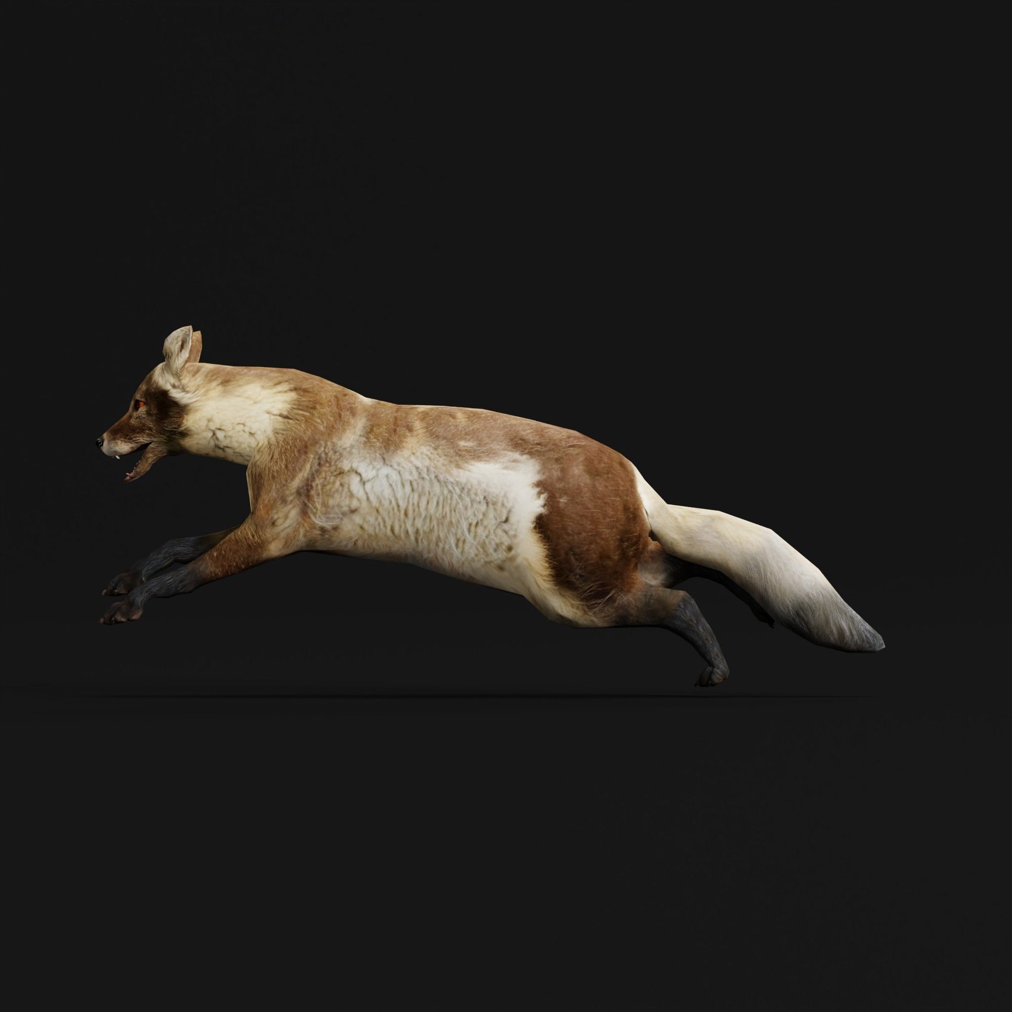 Arctic Polar Fox - Low-Poly Game-Ready 3D Model - View 8