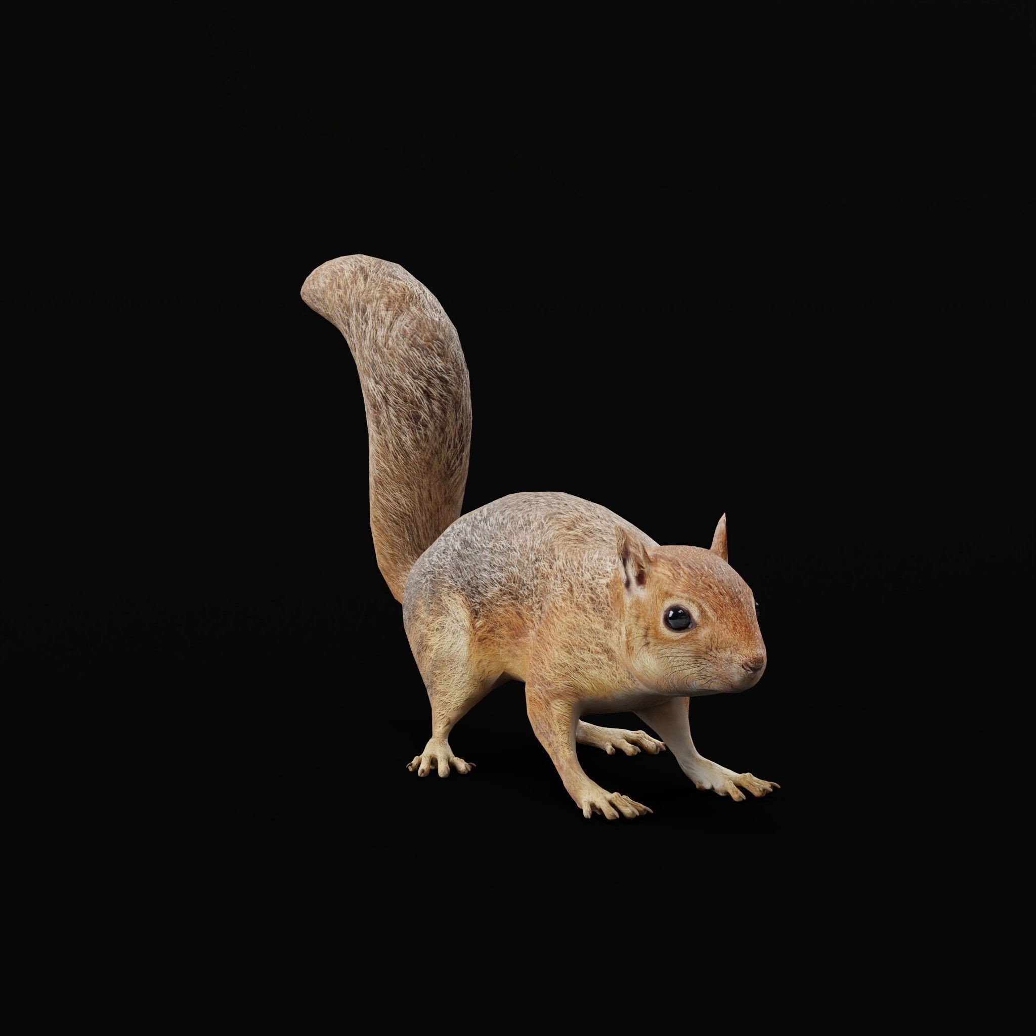 Fox Squirrel - Low-Poly Game-Ready 3D Model