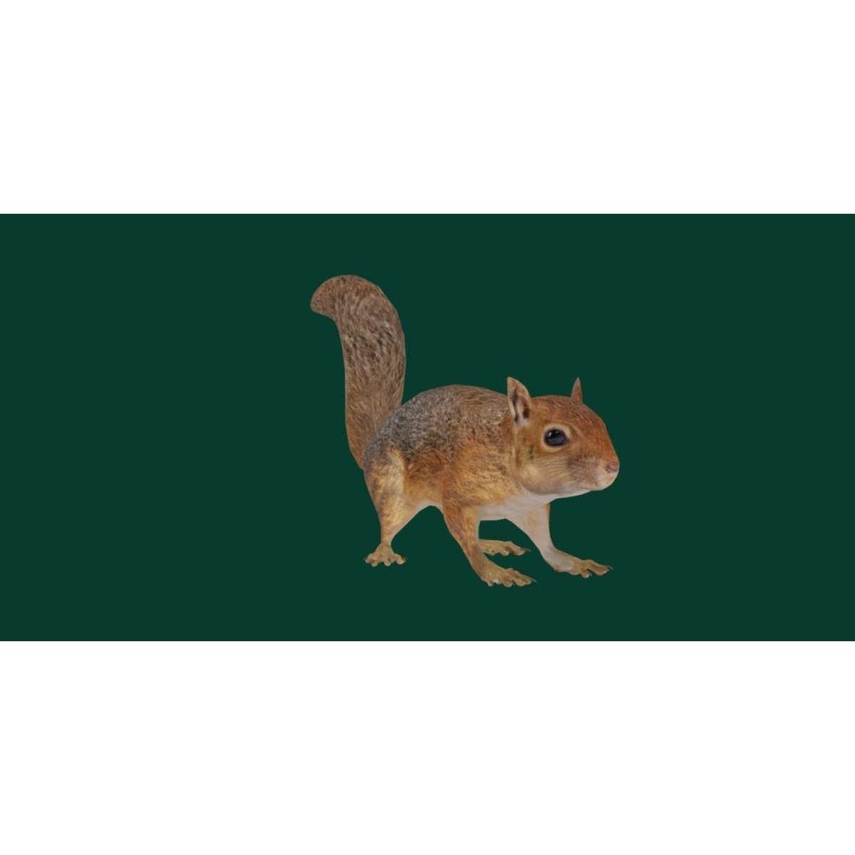 Fox Squirrel - Low-Poly Game-Ready 3D Model - View 16