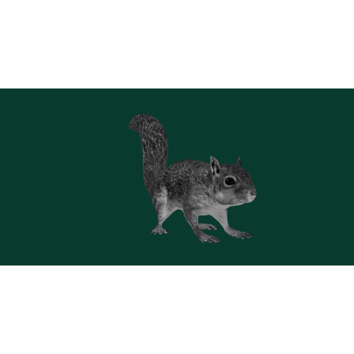 Fox Squirrel - Low-Poly Game-Ready 3D Model - View 19
