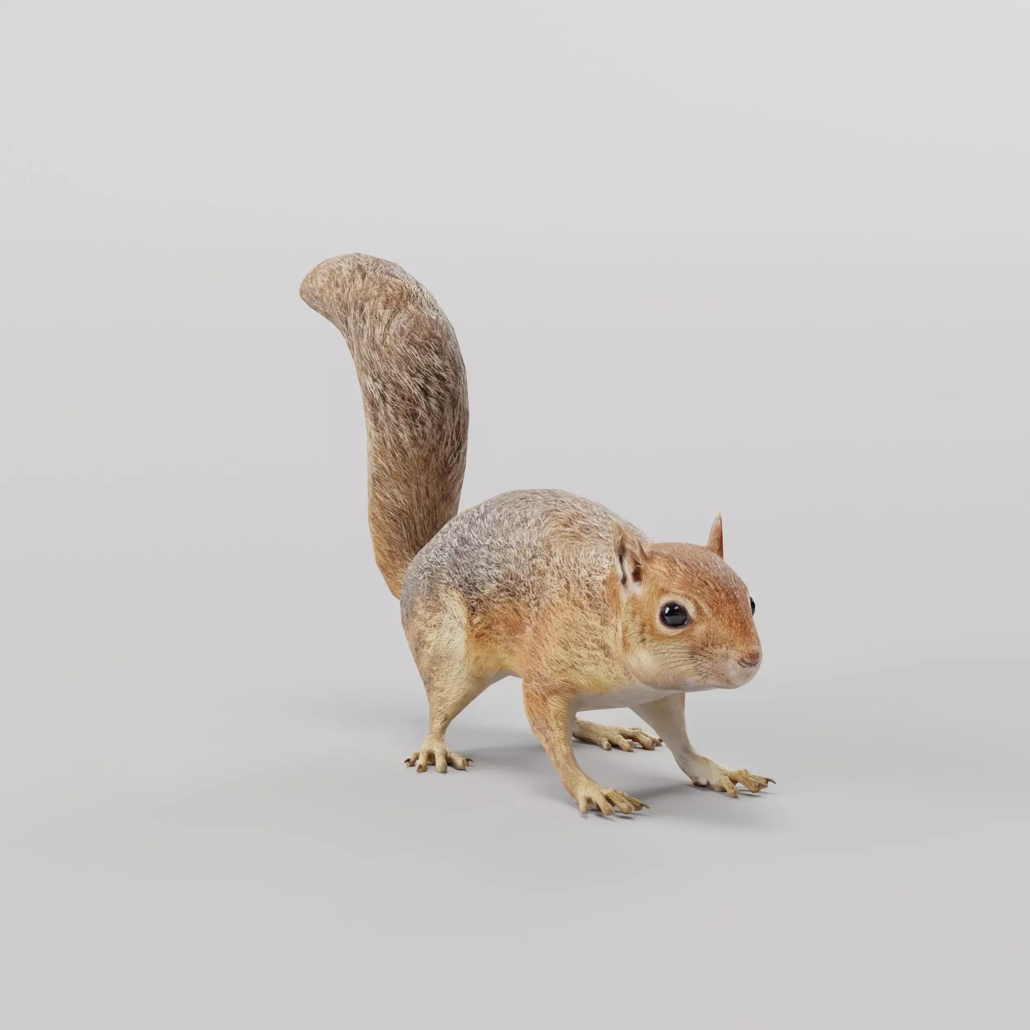 Fox Squirrel - Low-Poly Game-Ready 3D Model - View 2