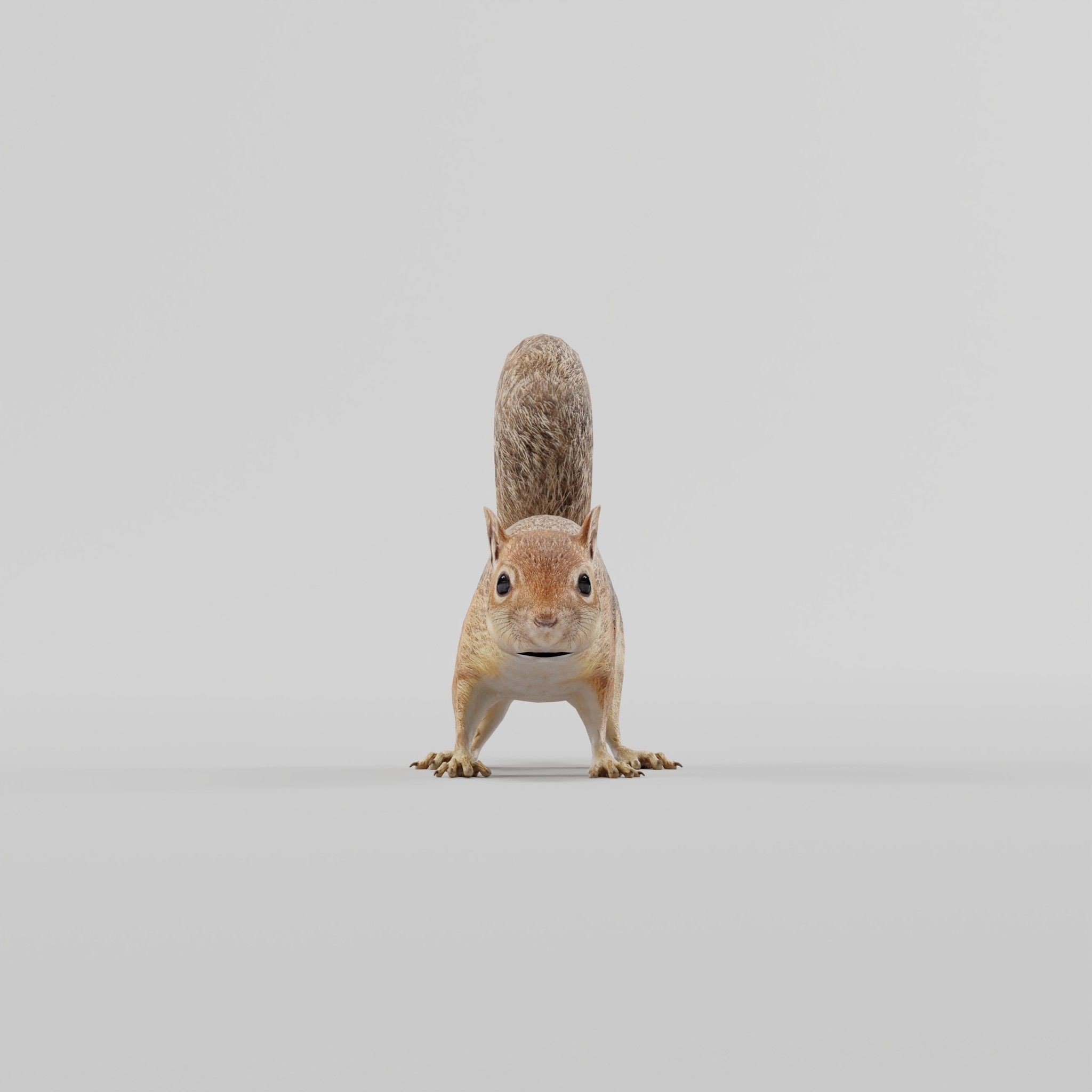 Fox Squirrel - Low-Poly Game-Ready 3D Model - View 22