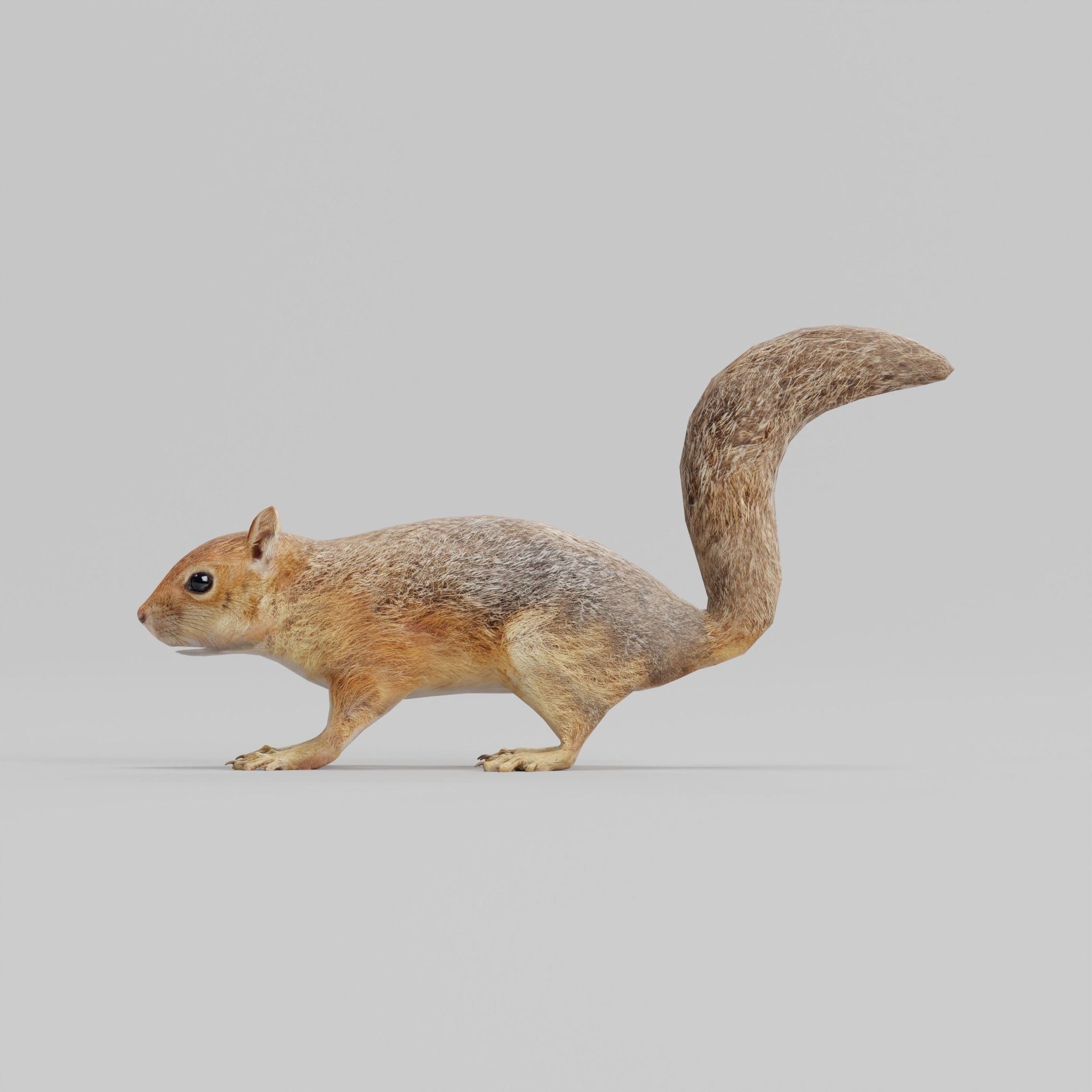 Fox Squirrel - Low-Poly Game-Ready 3D Model - View 23