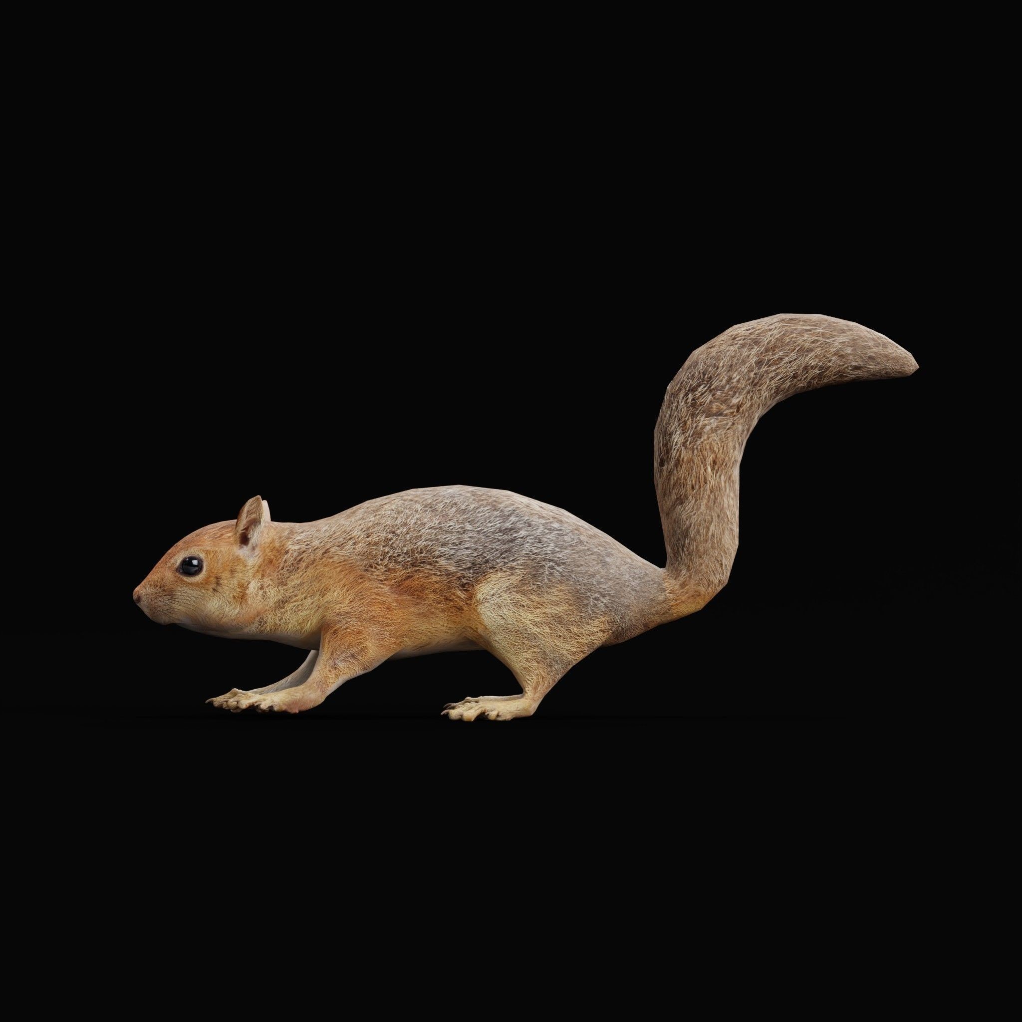 Fox Squirrel - Low-Poly Game-Ready 3D Model - View 25