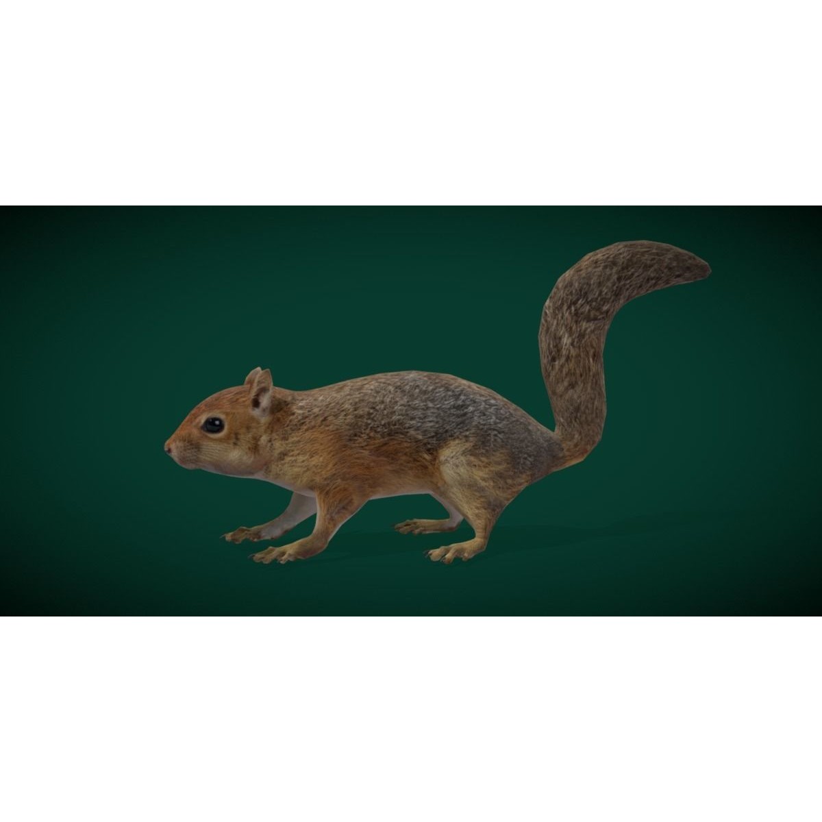 Fox Squirrel - Low-Poly Game-Ready 3D Model - View 4
