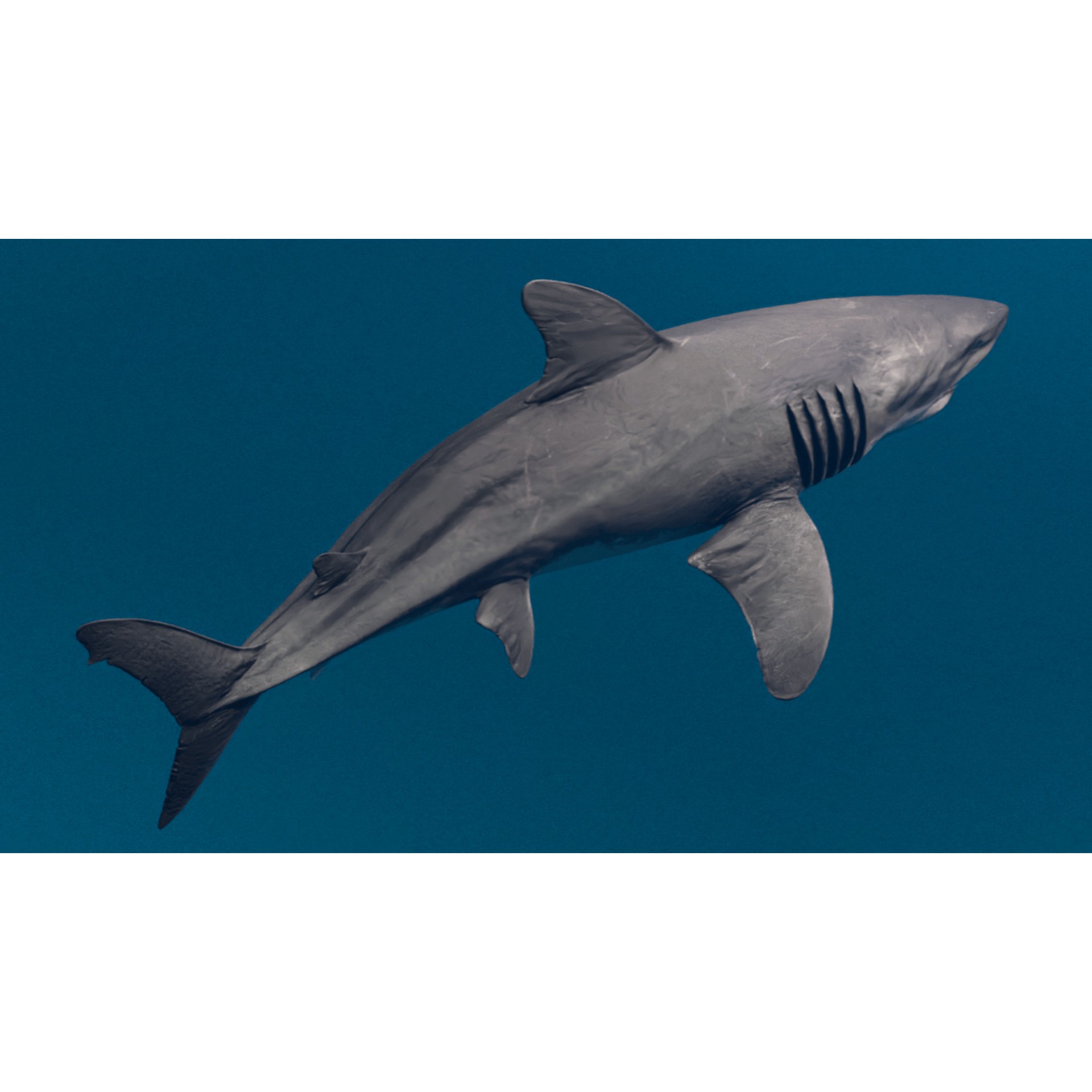 Megalodon - Low-Poly Game-Ready 3D Model - View 10