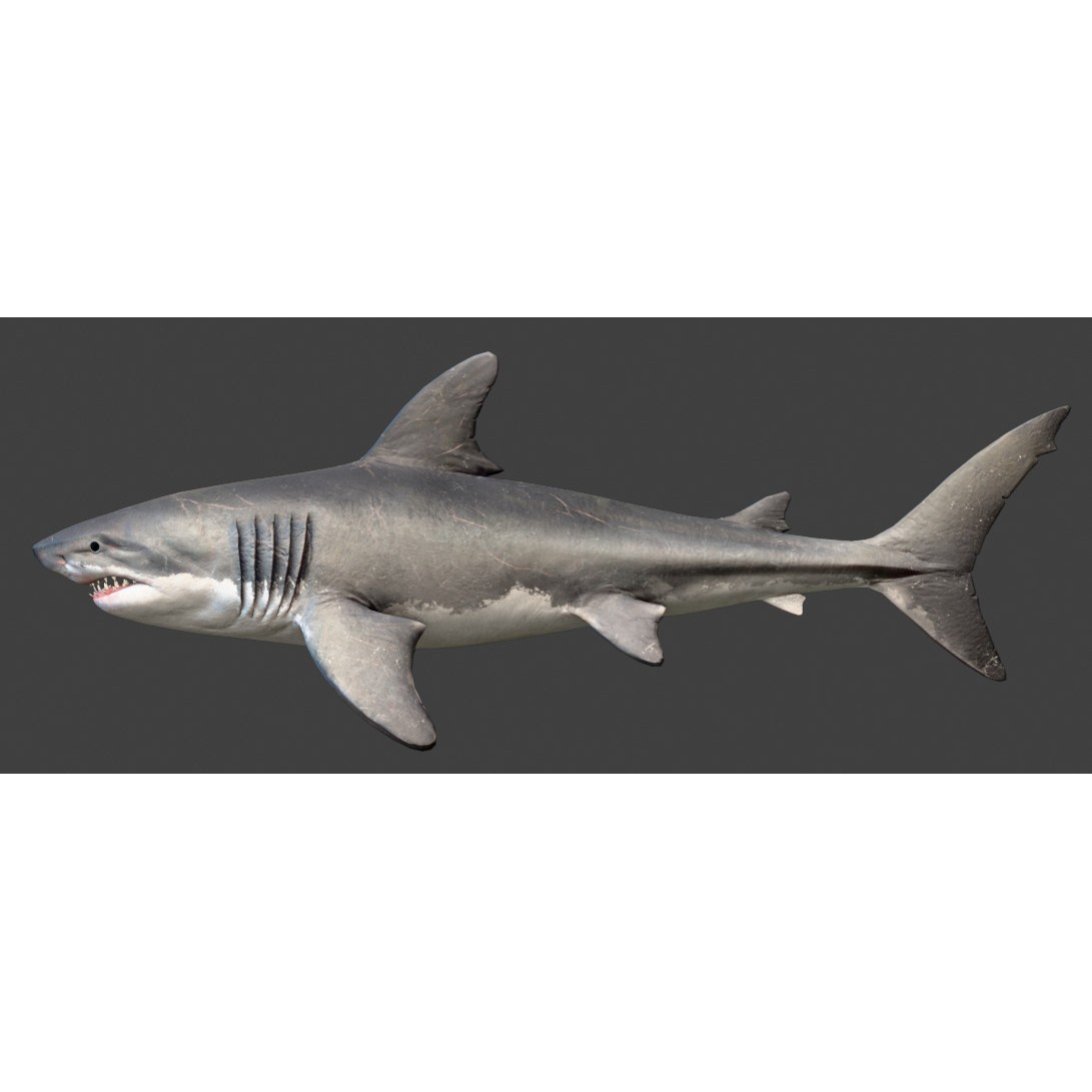 Megalodon - Low-Poly Game-Ready 3D Model - View 11