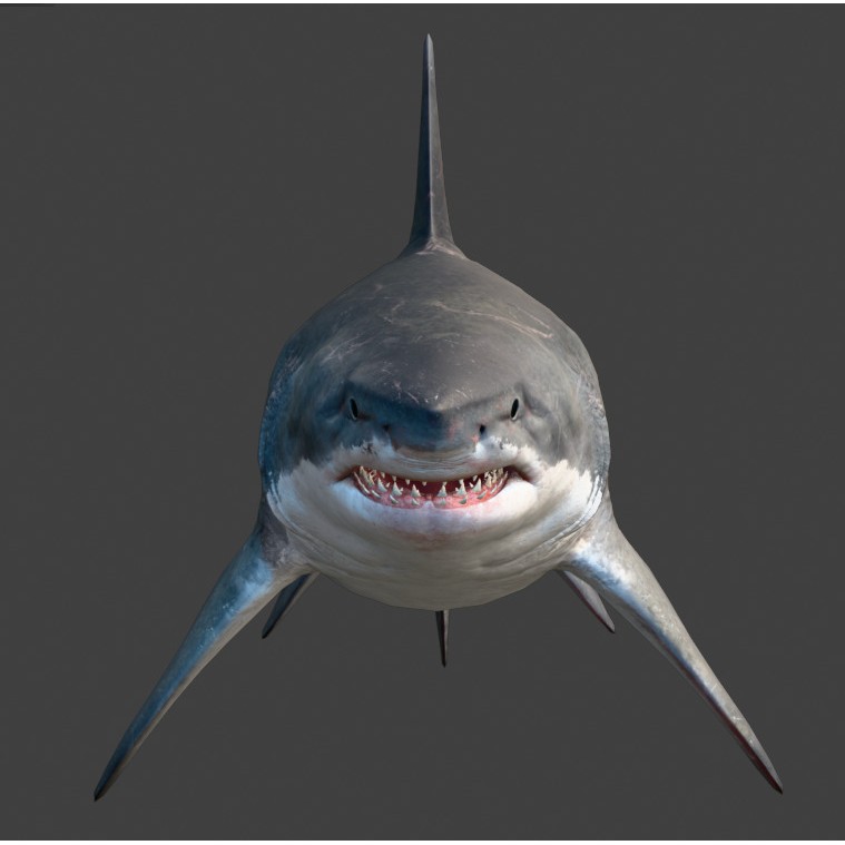 Megalodon - Low-Poly Game-Ready 3D Model - View 12