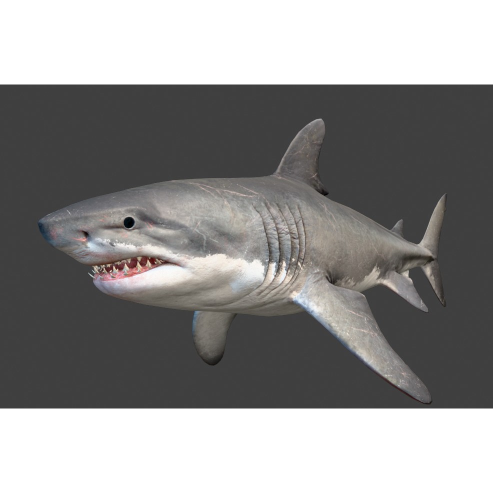 Megalodon - Low-Poly Game-Ready 3D Model - View 13