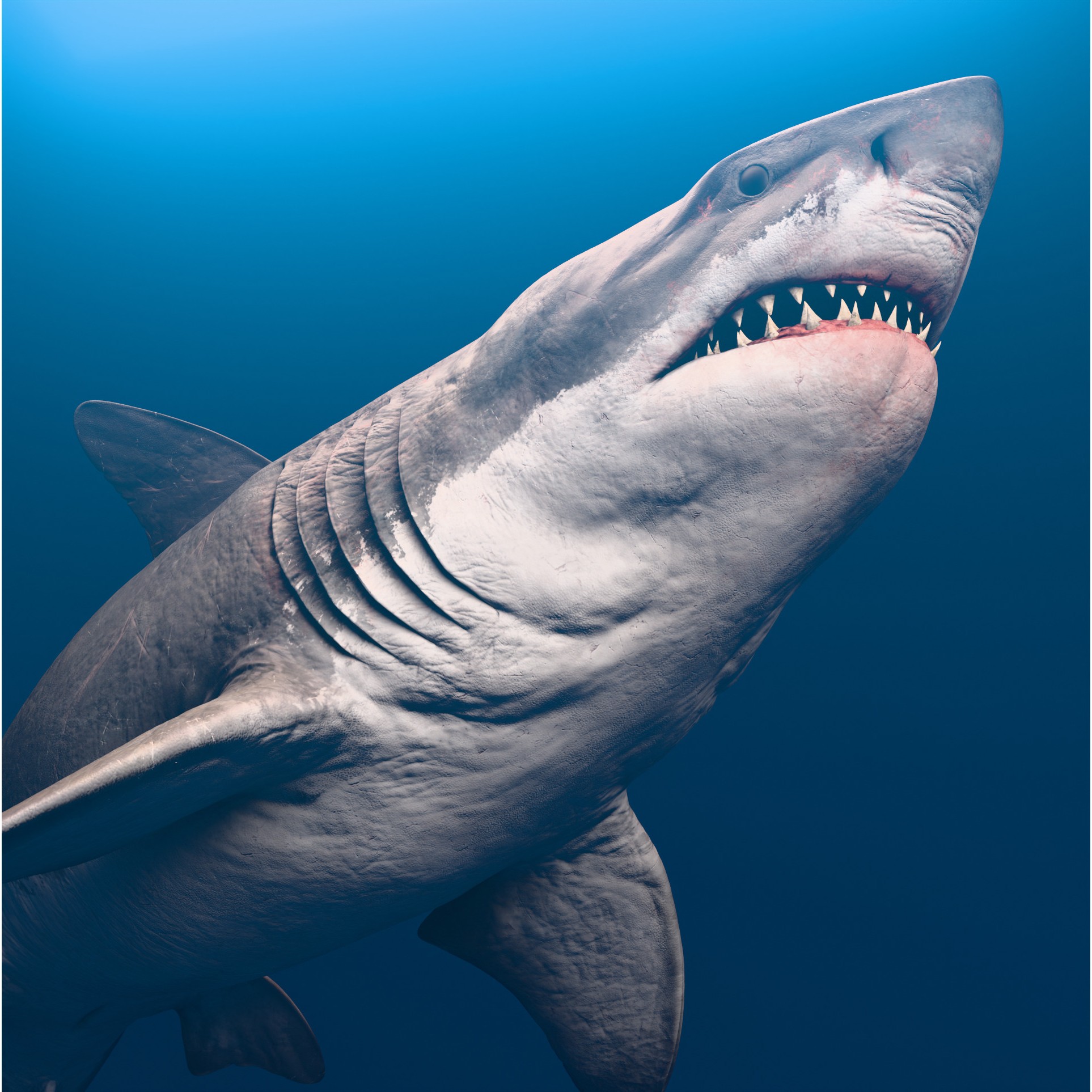 Megalodon - Low-Poly Game-Ready 3D Model - View 3