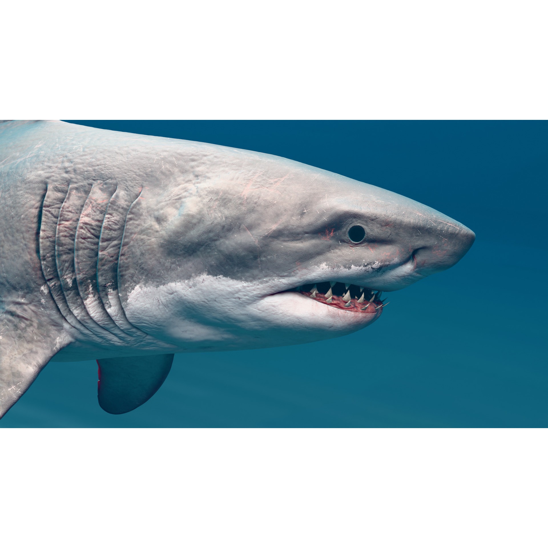 Megalodon - Low-Poly Game-Ready 3D Model - View 6
