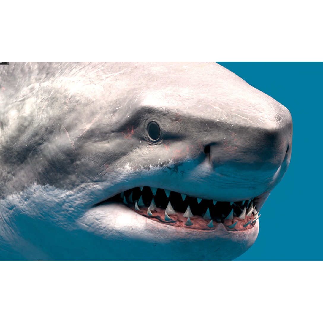 Megalodon - Low-Poly Game-Ready 3D Model - View 7