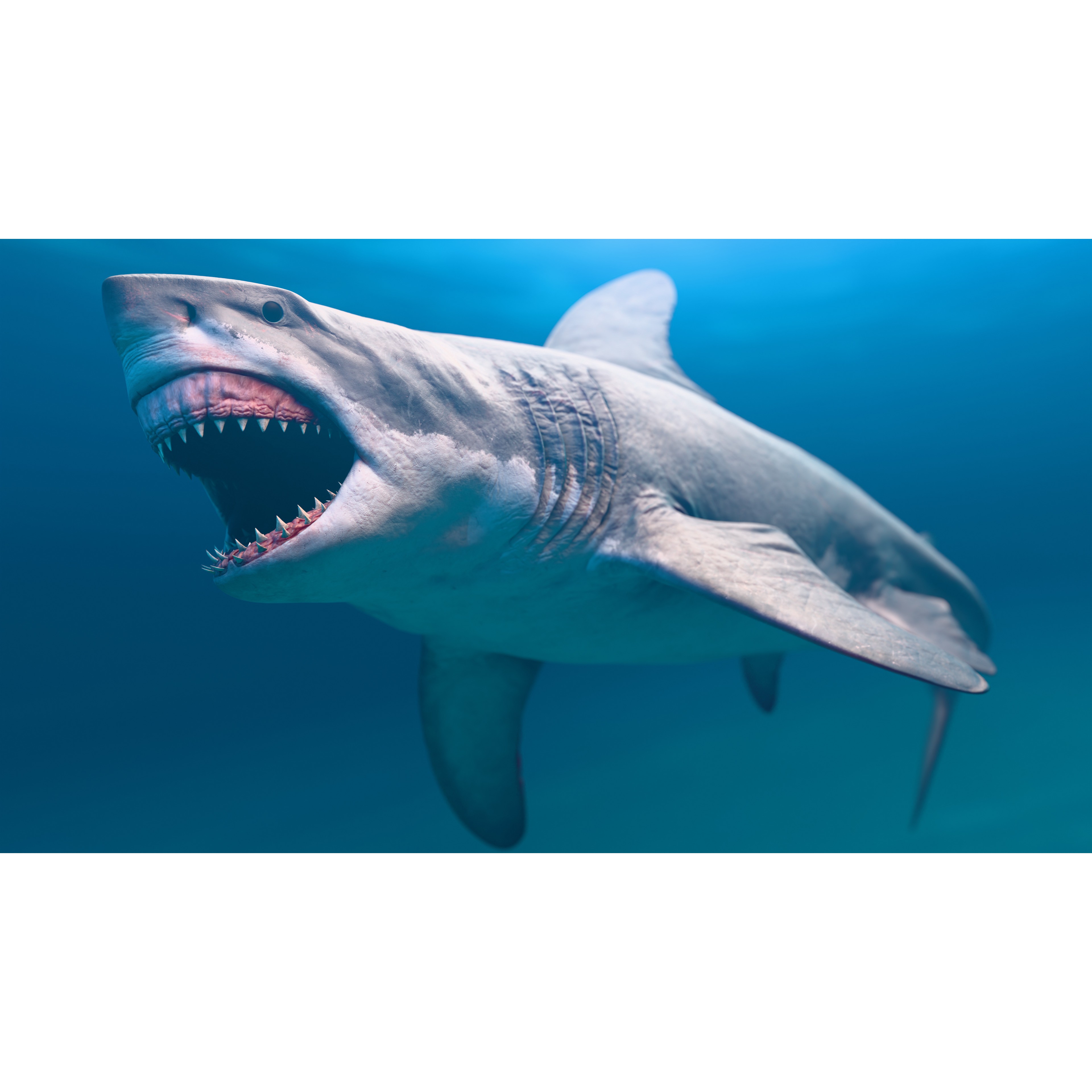 Megalodon - Low-Poly Game-Ready 3D Model - View 8