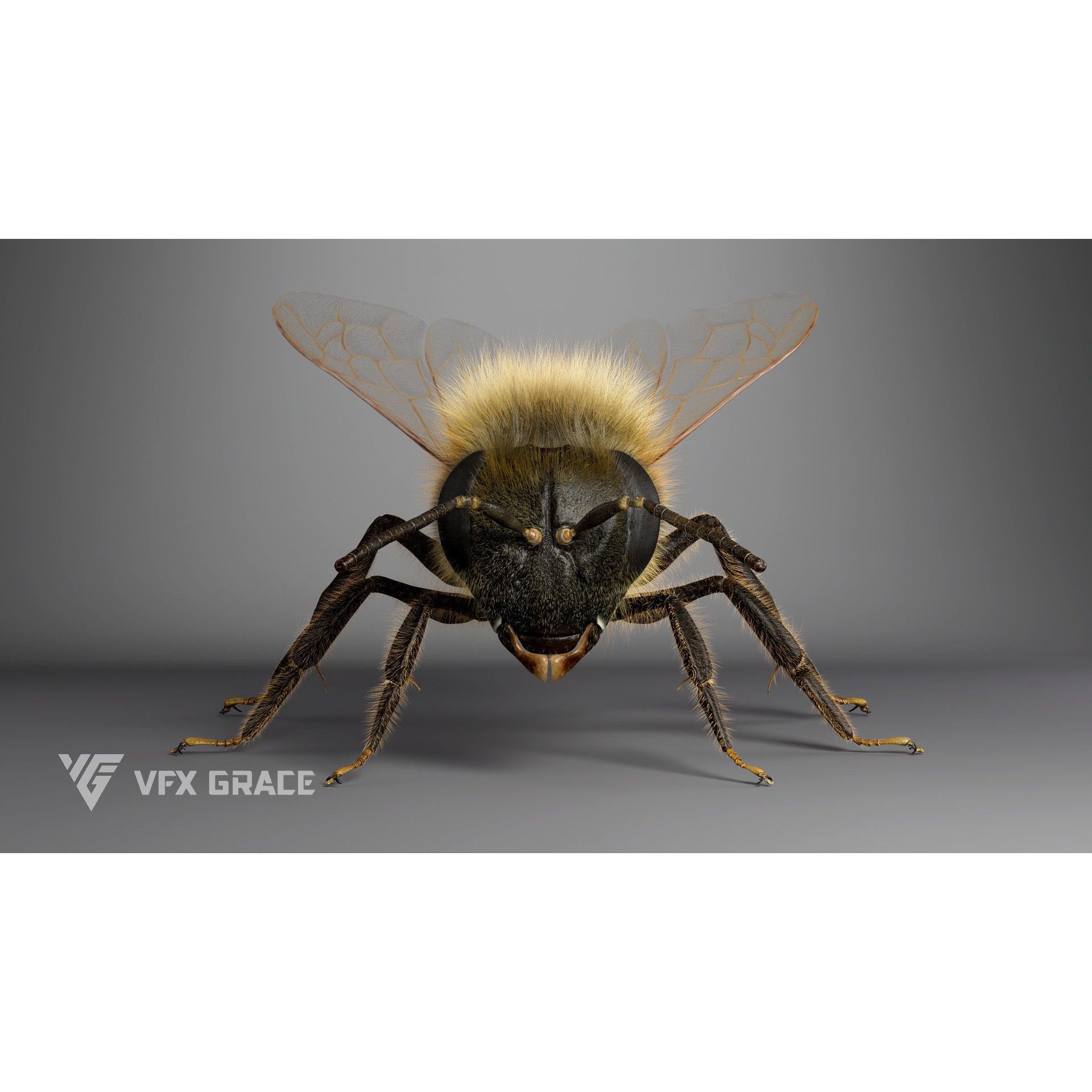 Honey Bee - Rigged Game-Ready 3D Model - View 10