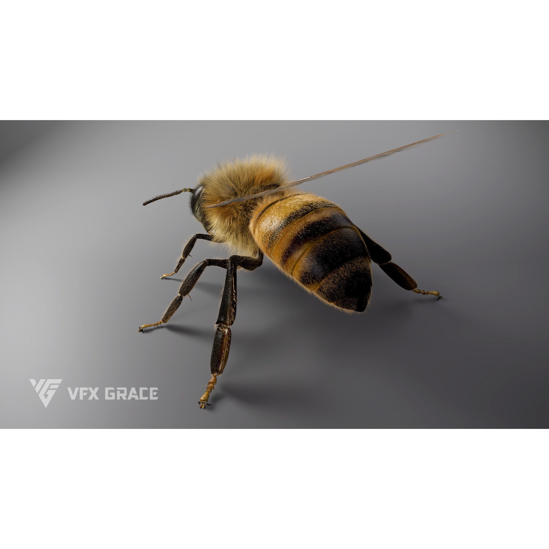 Honey Bee - Rigged Game-Ready 3D Model - View 11
