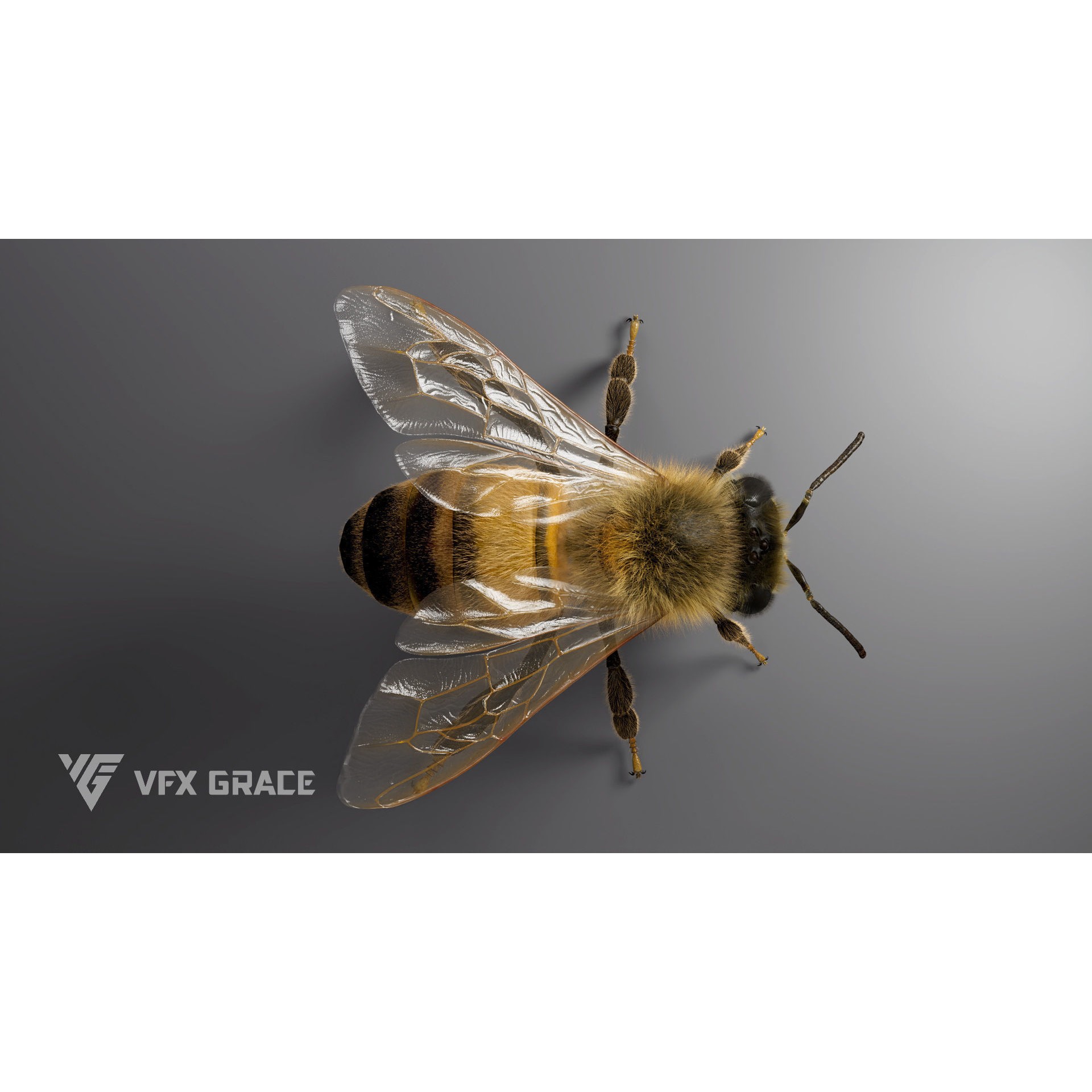 Honey Bee - Rigged Game-Ready 3D Model - View 12
