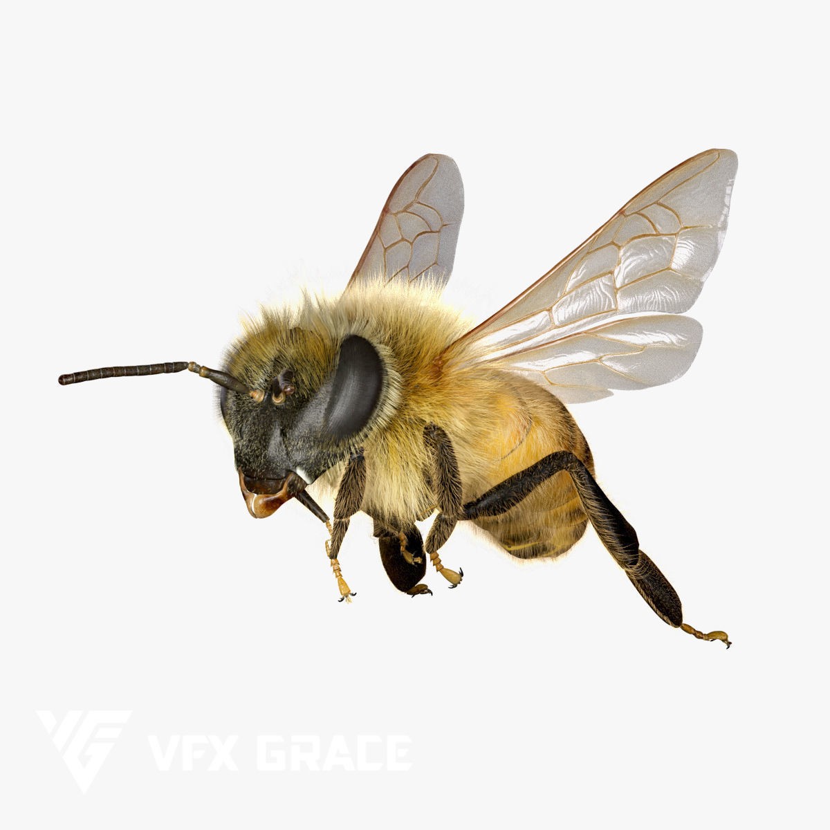 Honey Bee - Rigged Game-Ready 3D Model - View 13
