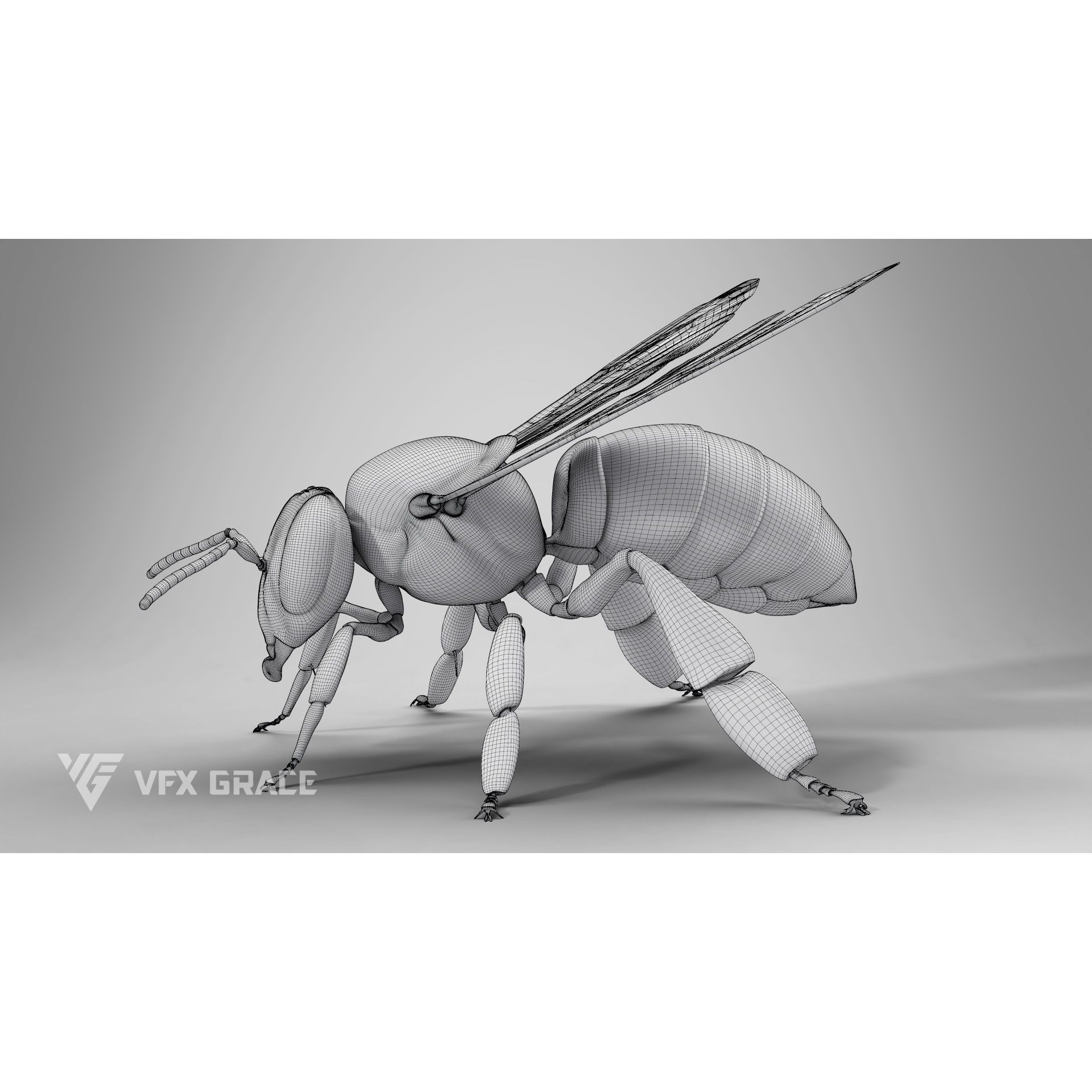 Honey Bee - Rigged Game-Ready 3D Model - View 22