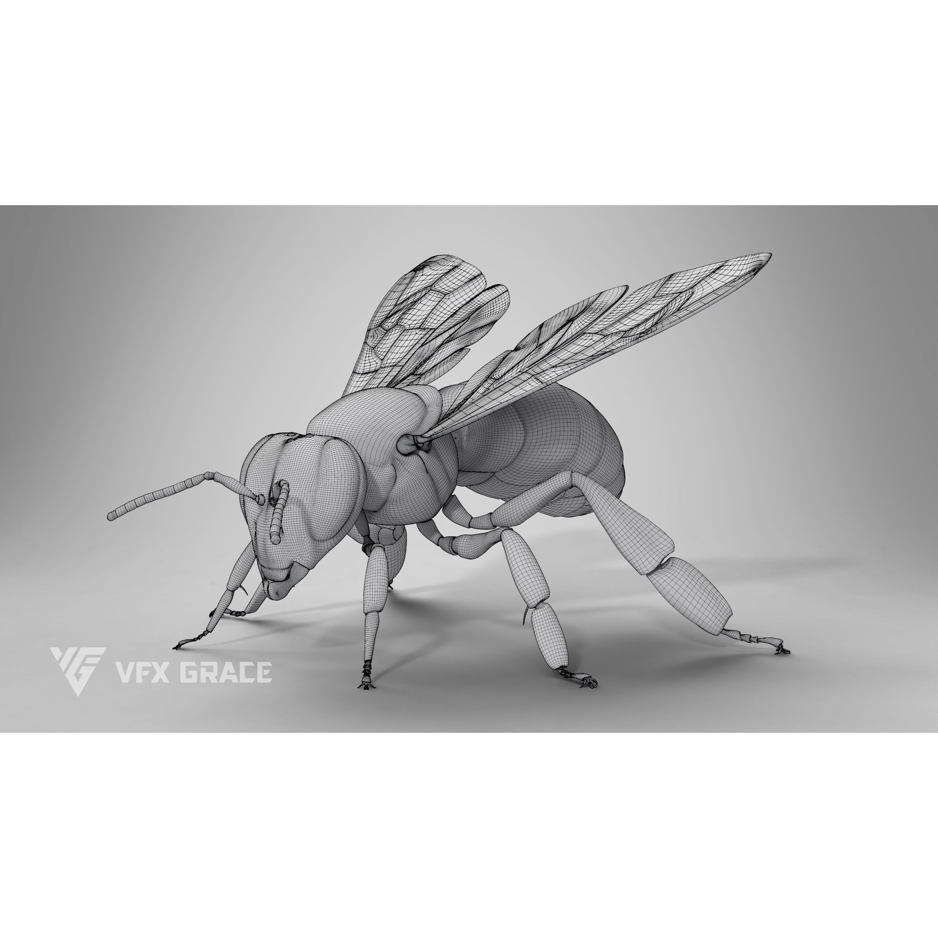 Honey Bee - Rigged Game-Ready 3D Model - View 23