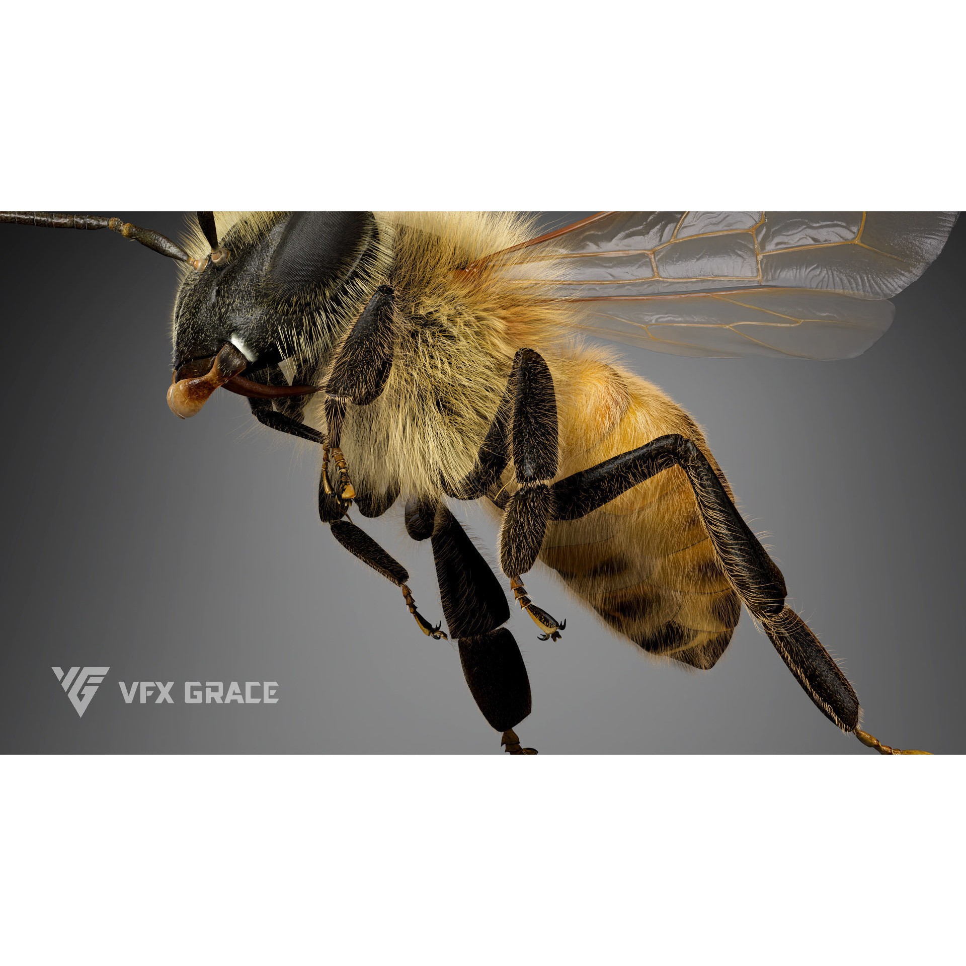 Honey Bee - Rigged Game-Ready 3D Model - View 7