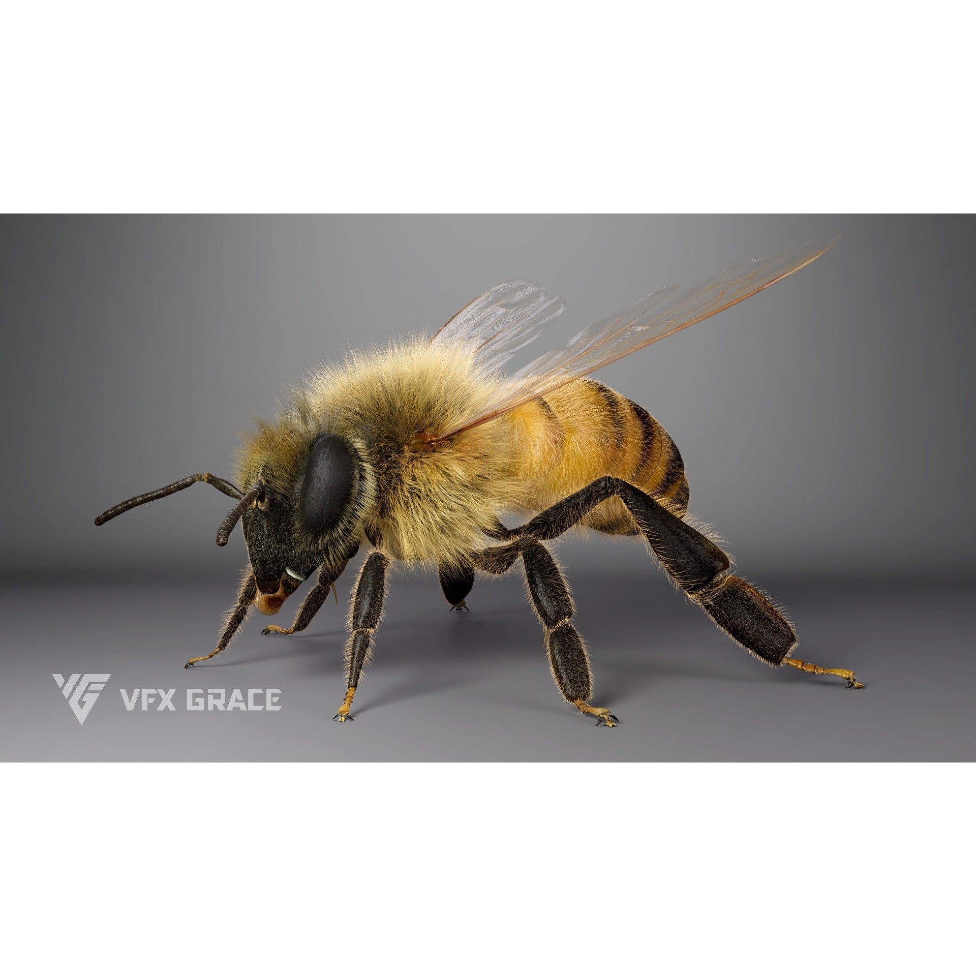 Honey Bee - Rigged Game-Ready 3D Model - View 8