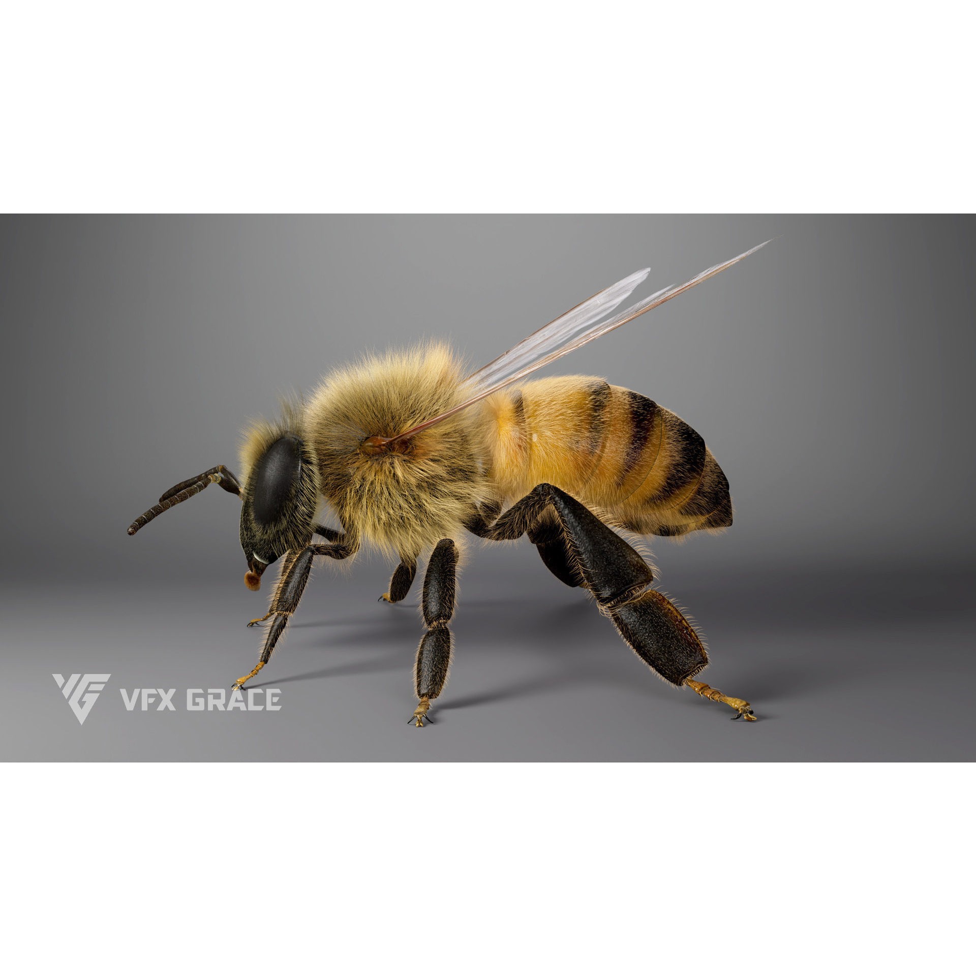 Honey Bee - Rigged Game-Ready 3D Model - View 9