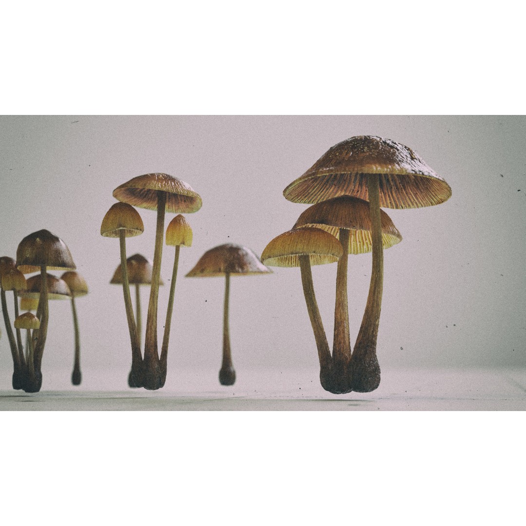 Psilocybe Mushroom 3D Model – Low Poly PBR Asset, FBX - View 14