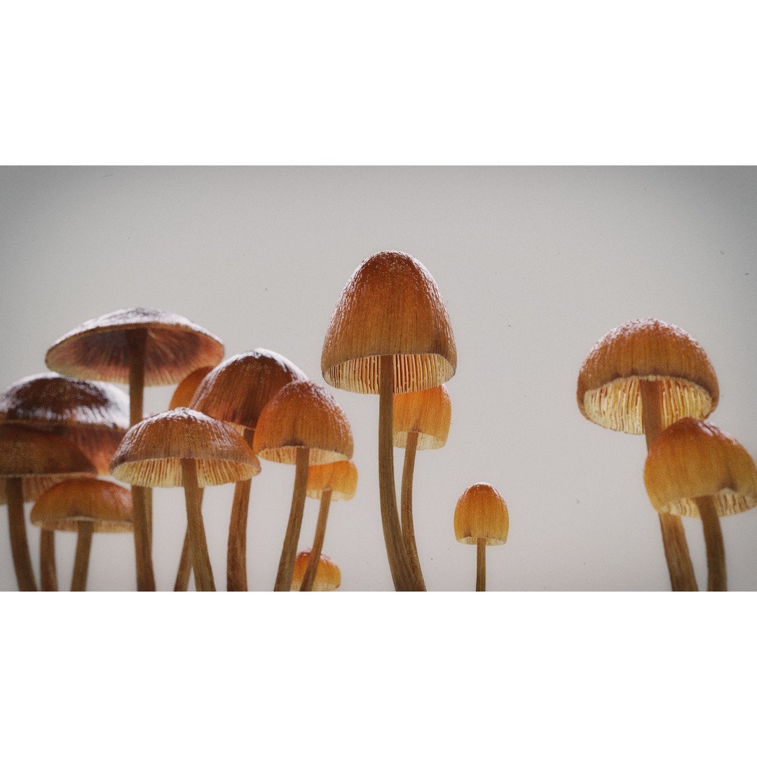 Psilocybe Mushroom 3D Model – Low Poly PBR Asset, FBX - View 15