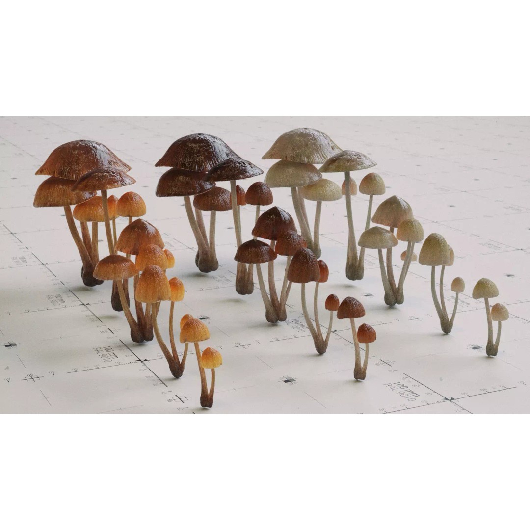 Psilocybe Mushroom 3D Model – Low Poly PBR Asset, FBX - View 2