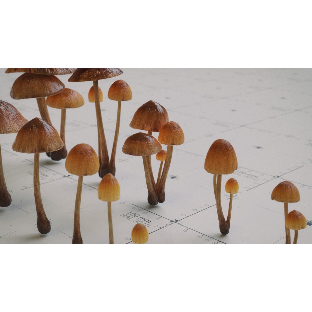 Psilocybe Mushroom 3D Model – Low Poly PBR Asset, FBX - View 3