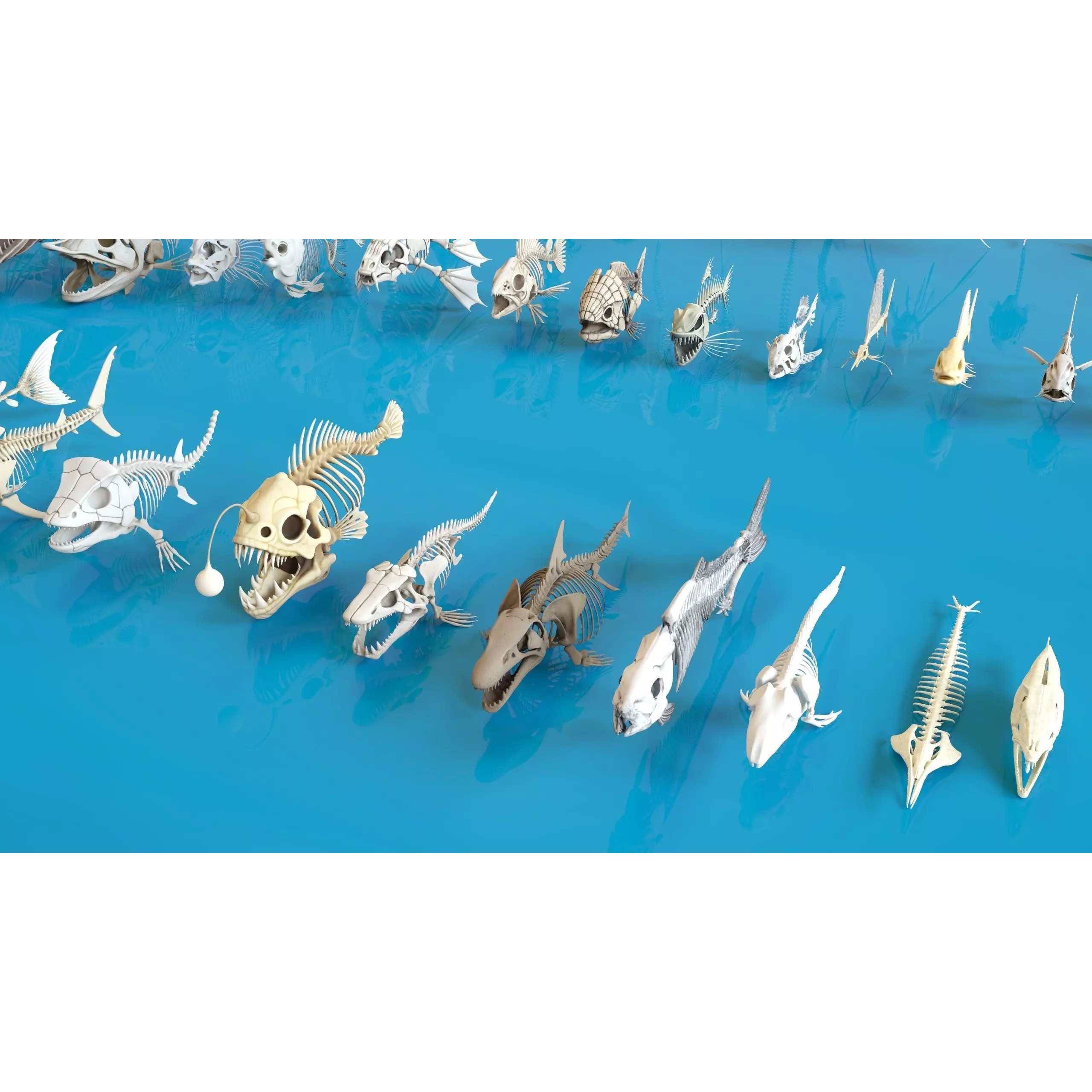 Fish and Underwater Creatures Skeleton Collection - Low-Poly 3D Model - View 12