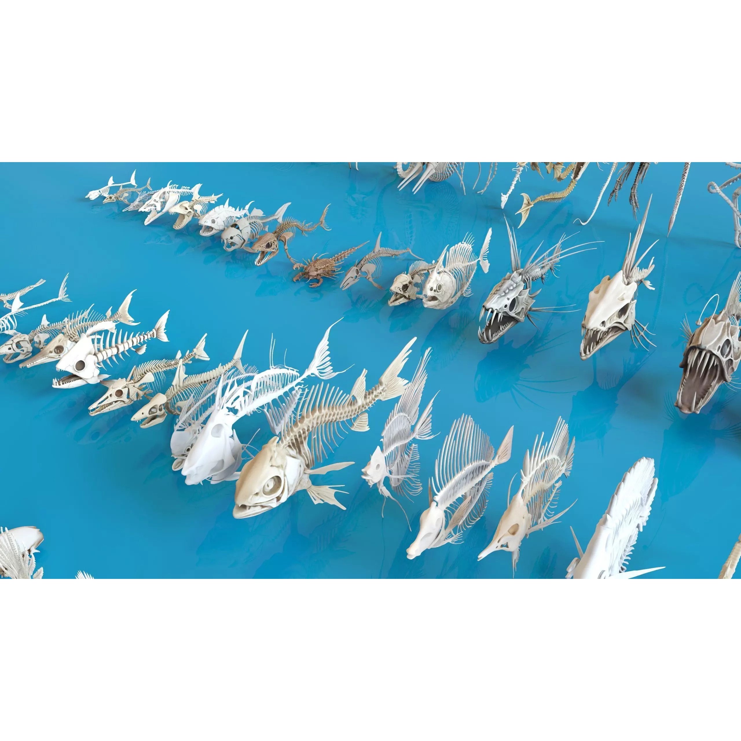 Fish and Underwater Creatures Skeleton Collection - Low-Poly 3D Model - View 14