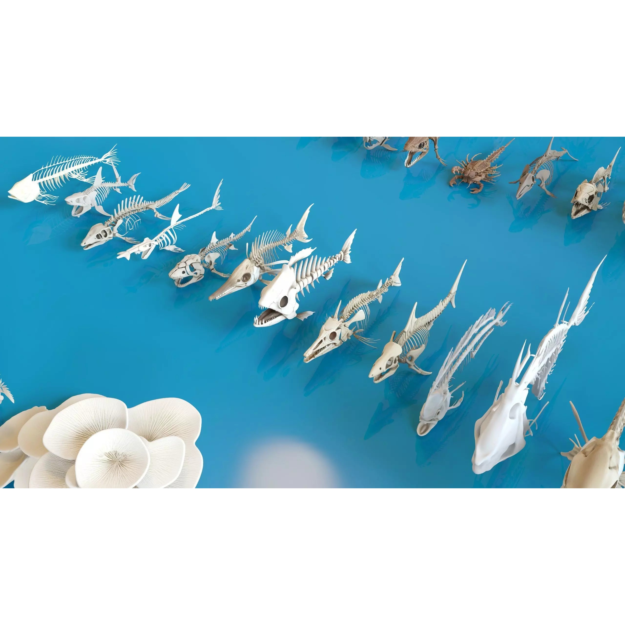 Fish and Underwater Creatures Skeleton Collection - Low-Poly 3D Model - View 15