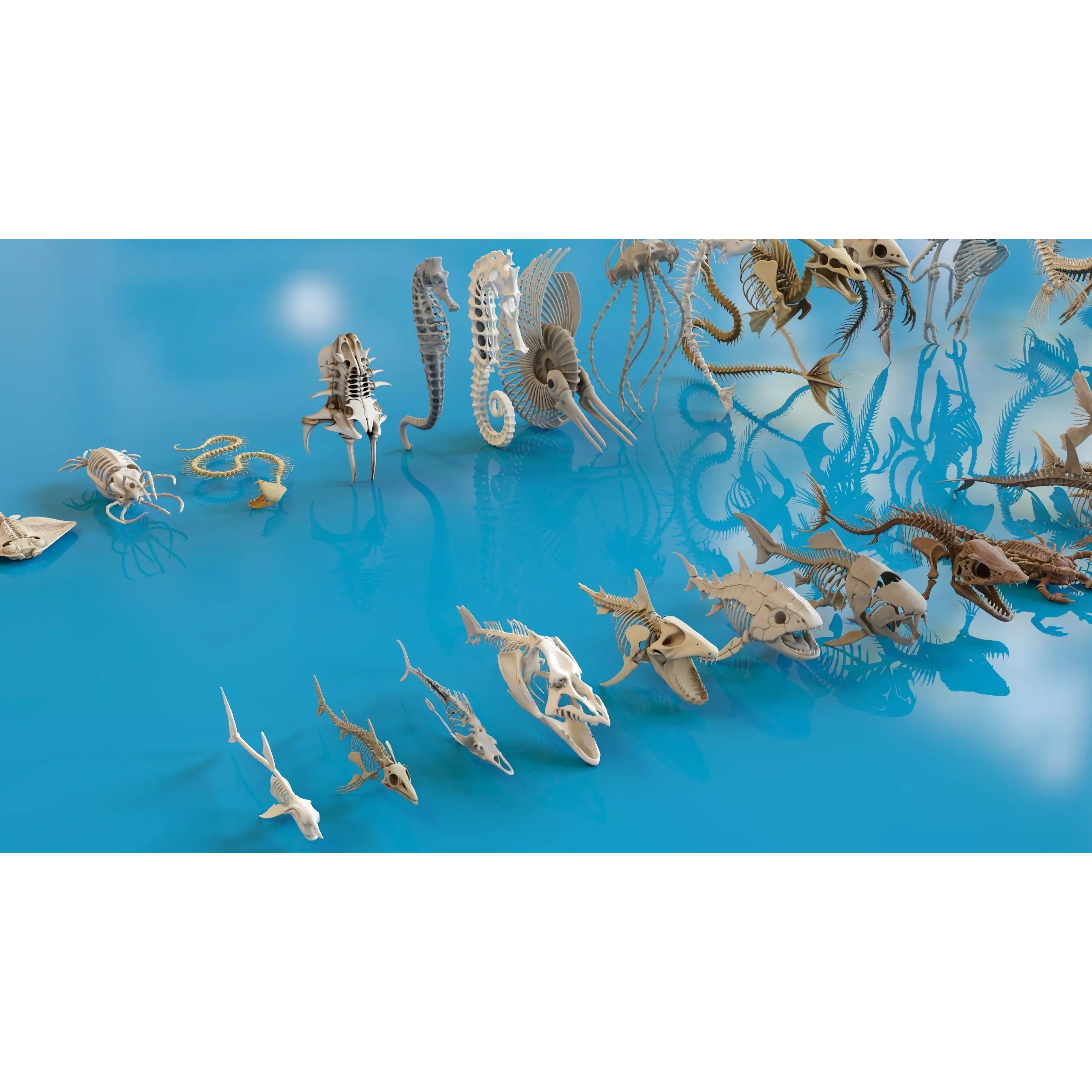 Fish and Underwater Creatures Skeleton Collection - Low-Poly 3D Model - View 16